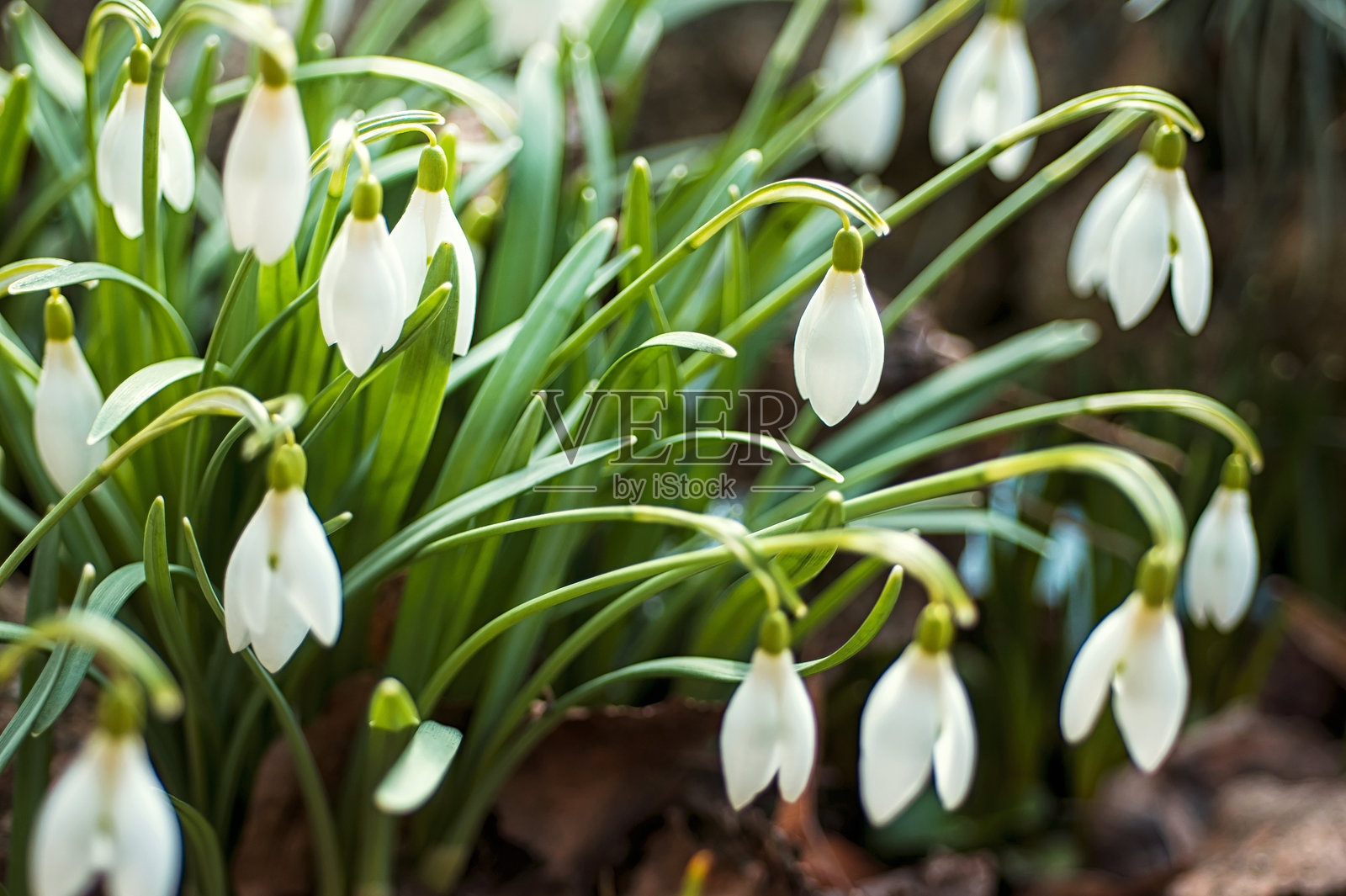 春天的第一朵花是雪花莲。照片摄影图片