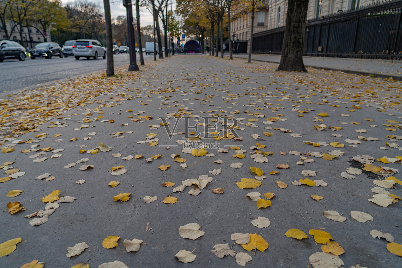 冬季的枫树和枫叶照片摄影图片