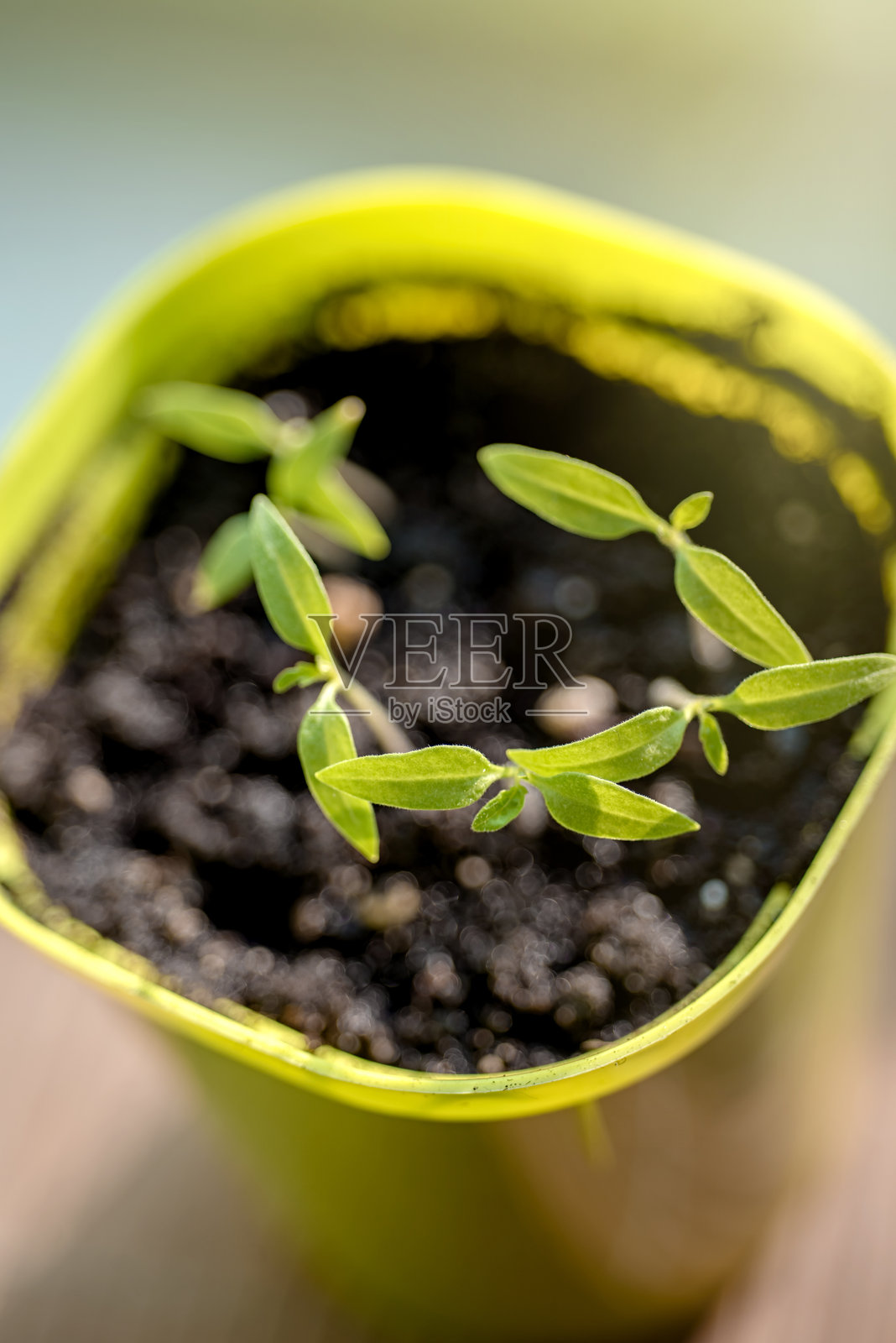 番茄幼苗。春天的番茄苗在花盆里。照片摄影图片