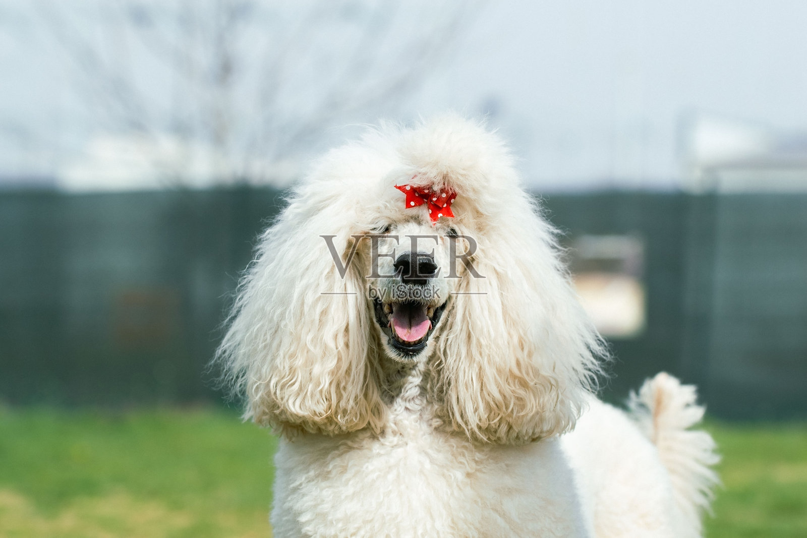 贵宾犬照片摄影图片