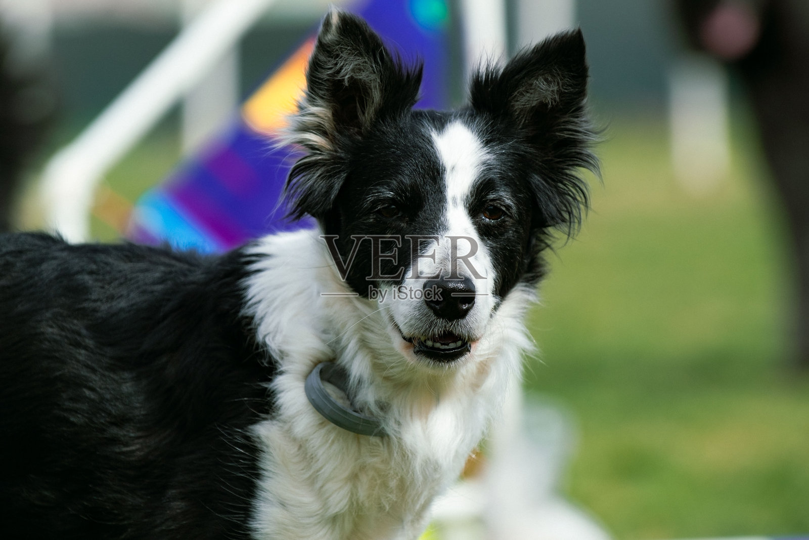 边境牧羊犬照片摄影图片