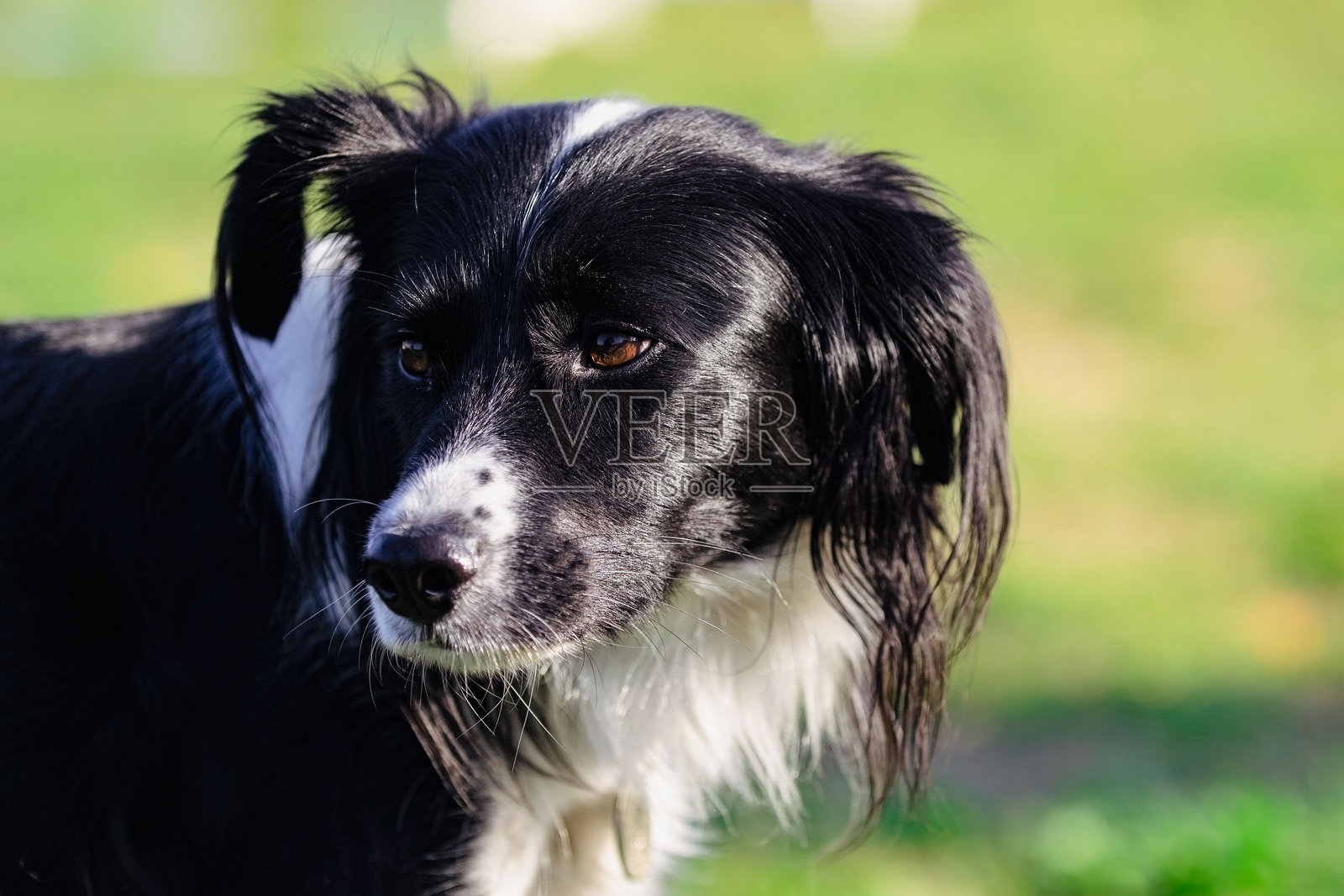 黑白狗照片摄影图片