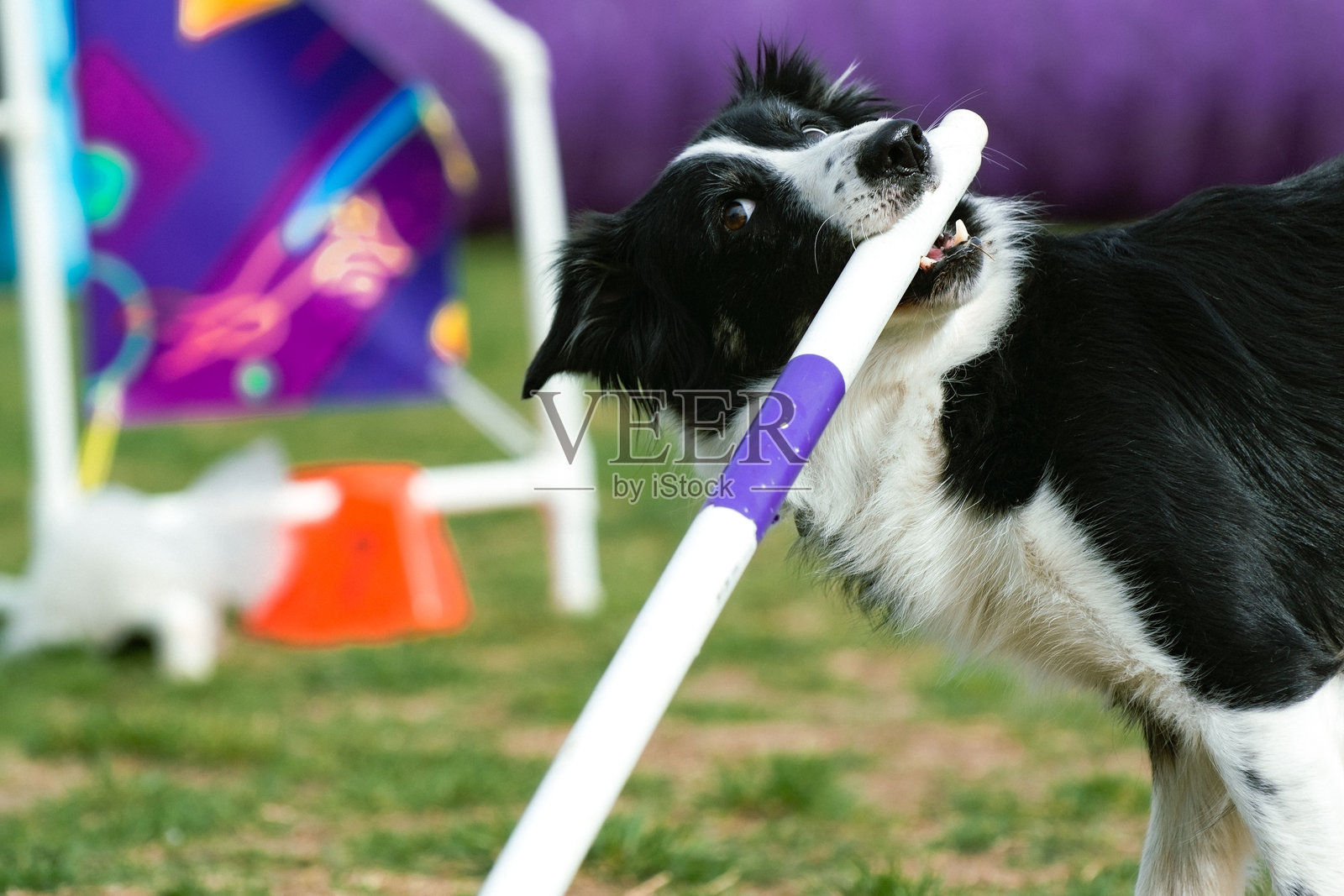 边境牧羊犬照片摄影图片