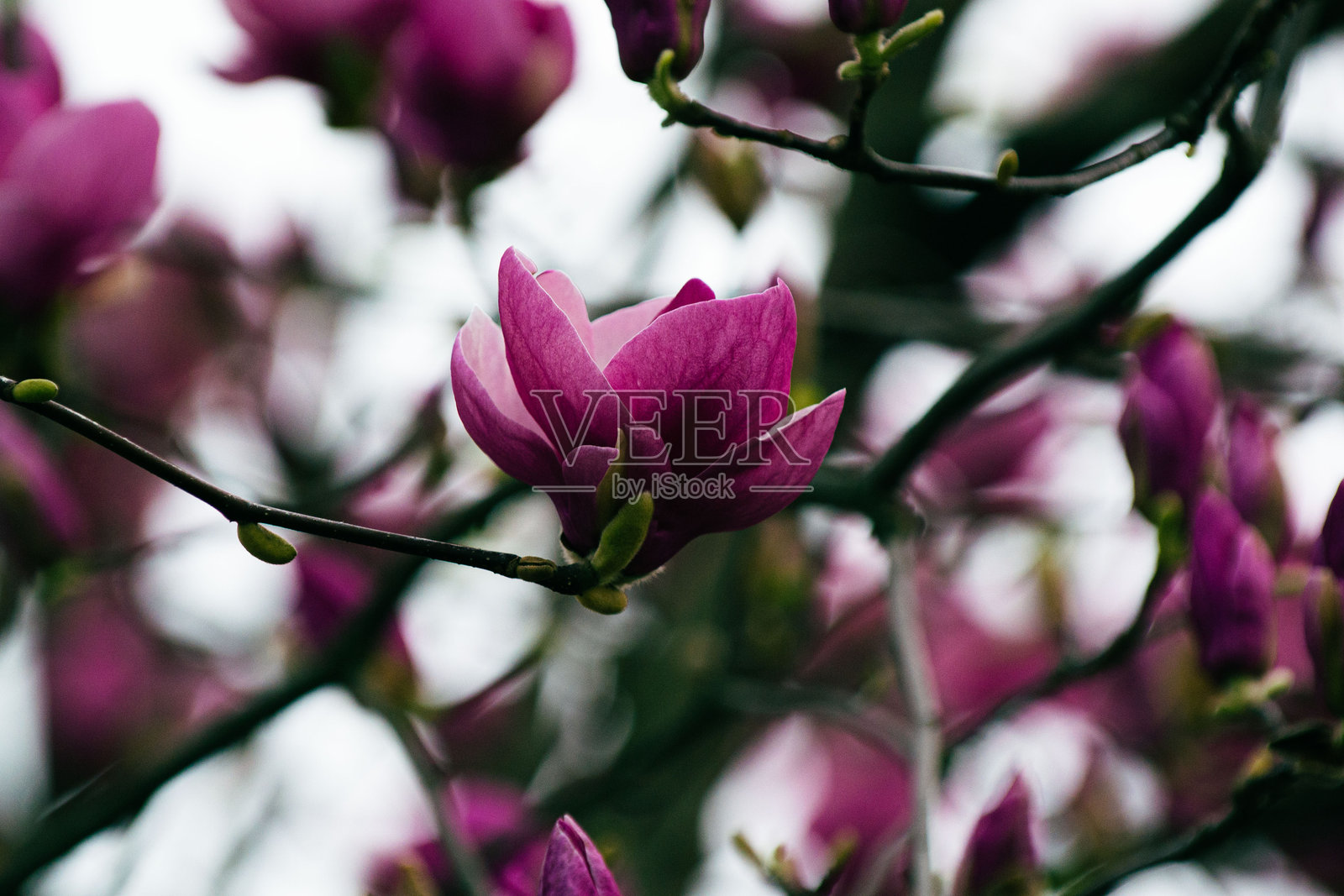 木兰花照片摄影图片