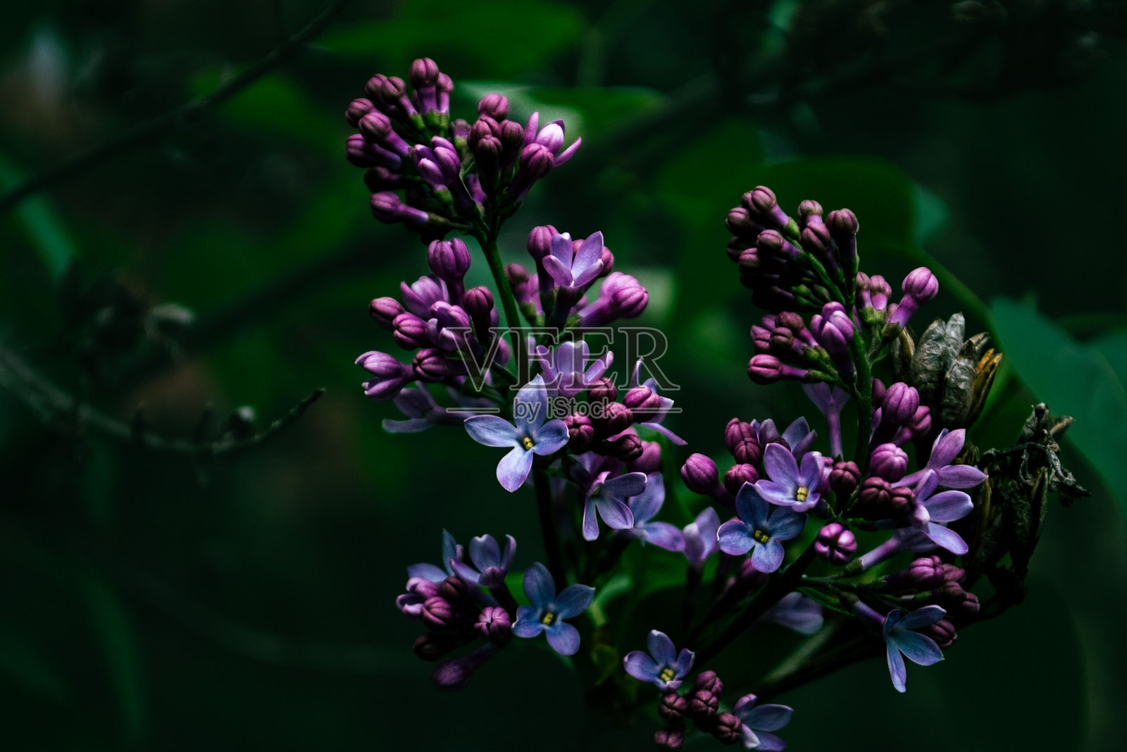 紫丁香照片摄影图片