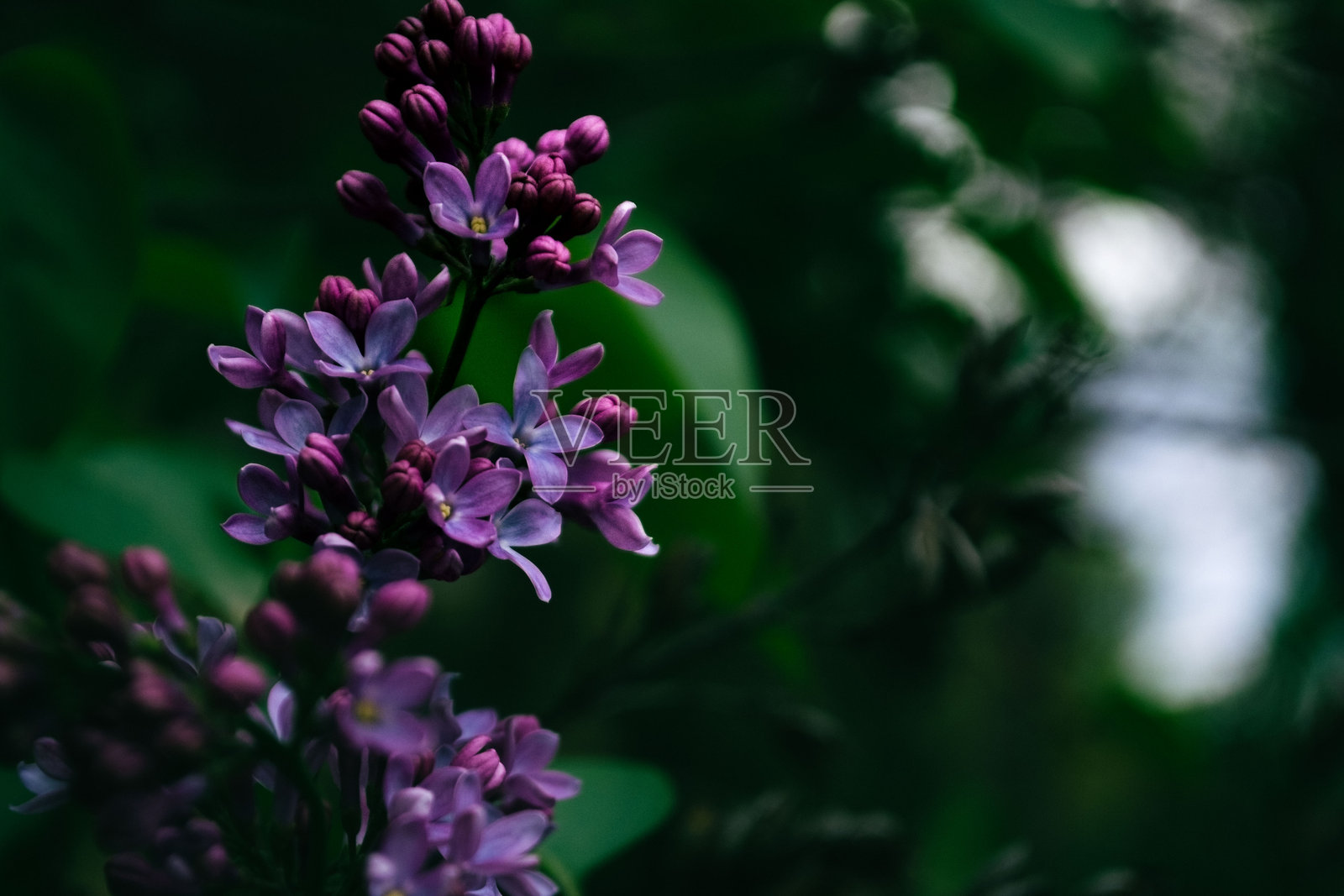 紫丁香照片摄影图片