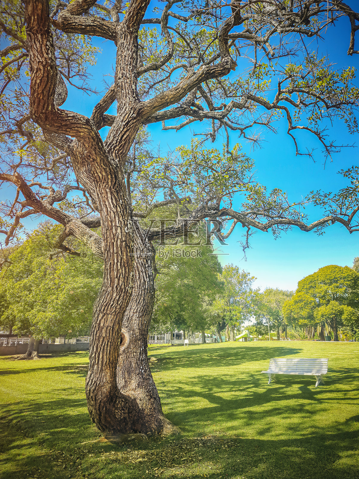 公园里有一棵枝干弯曲不寻常的树，树荫下有一张白色长椅。照片摄影图片