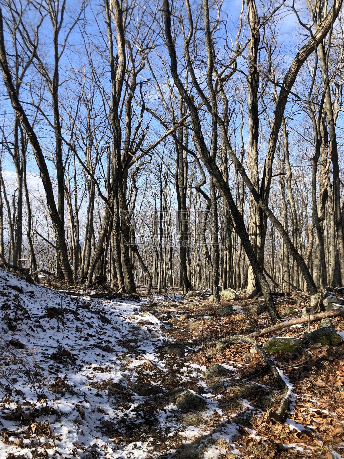 纽约州哈德逊高地州立公园一月的雪景。照片摄影图片