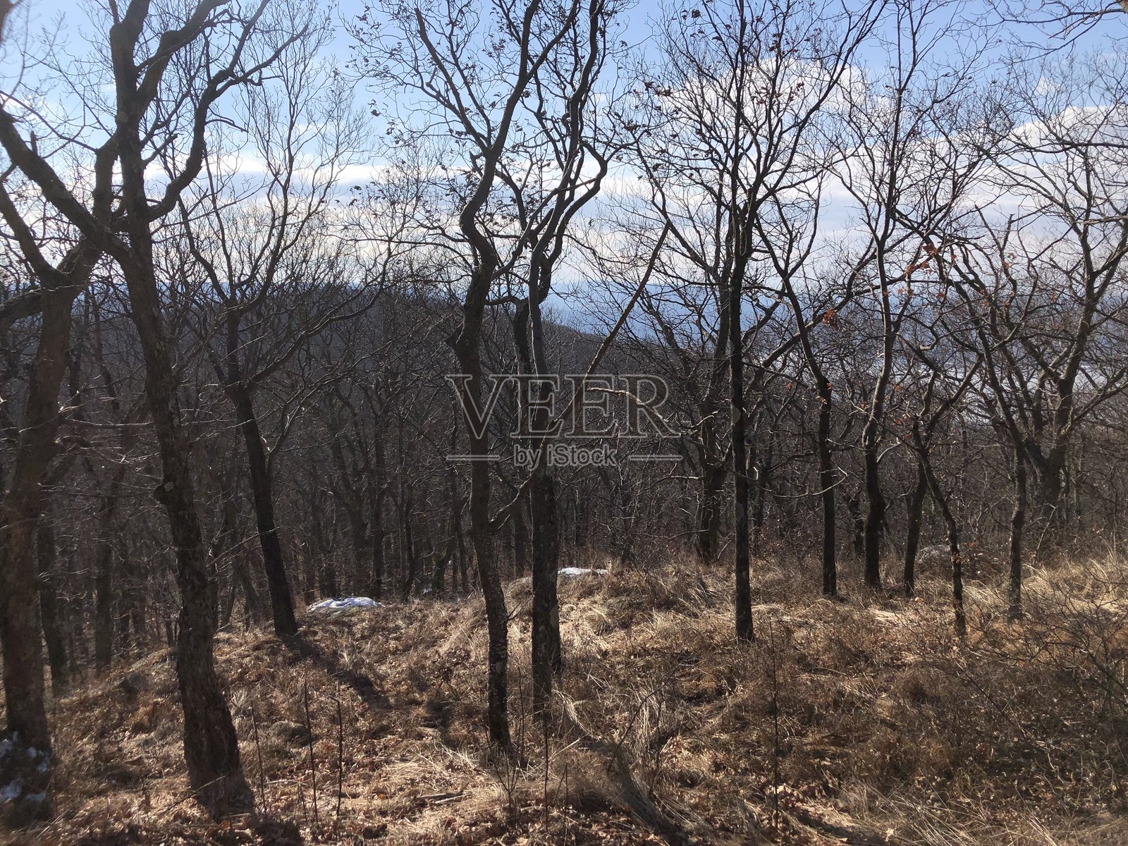 纽约州哈德逊高地州立公园一月的雪景。照片摄影图片