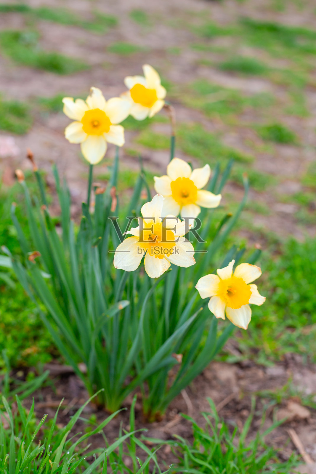 明亮的黄色水仙花在春天的花坛中盛开。园艺和观赏植物照片摄影图片