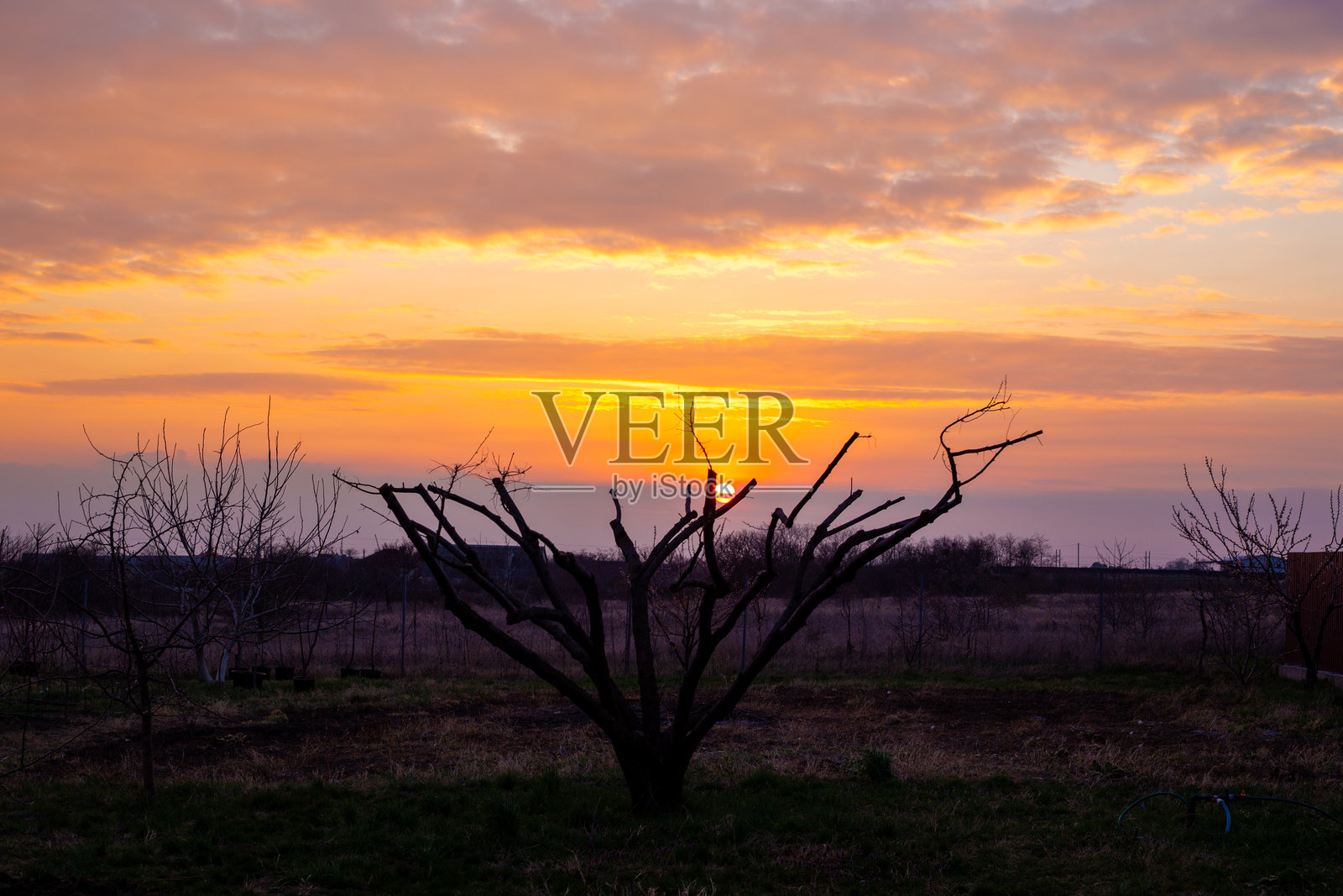 美丽的云彩景观在日落时分。太阳在早春一棵光秃树的树冠中落下。照片摄影图片