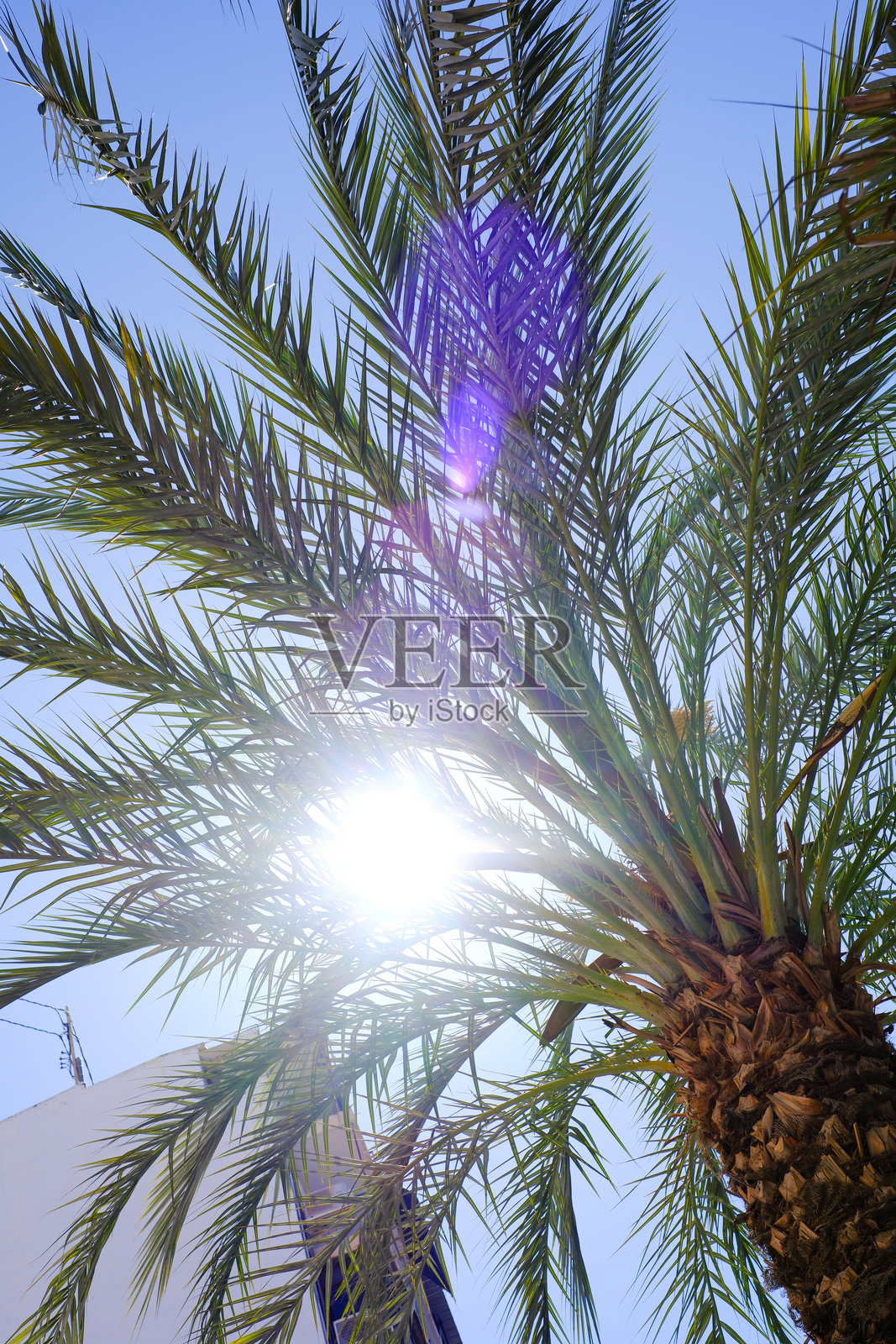 阳光明媚，透过棕榈树叶洒在晴朗的蓝天上照片摄影图片