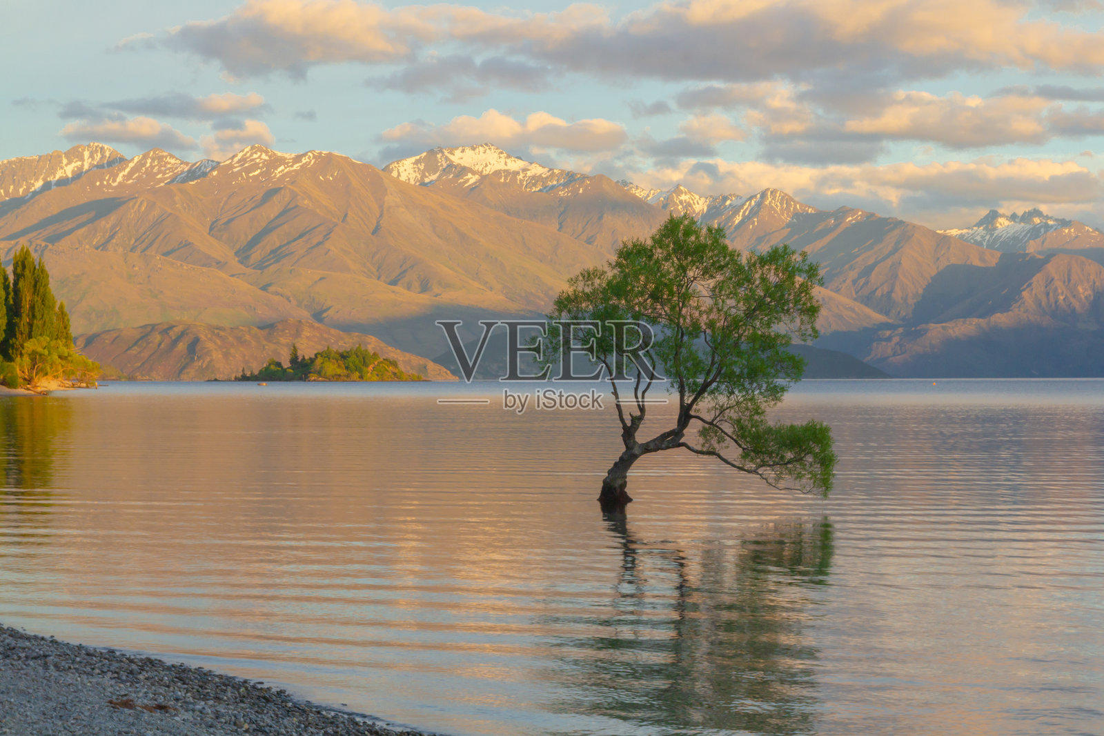 新西兰南岛瓦纳卡湖中孤独树木的美丽照片摄影图片
