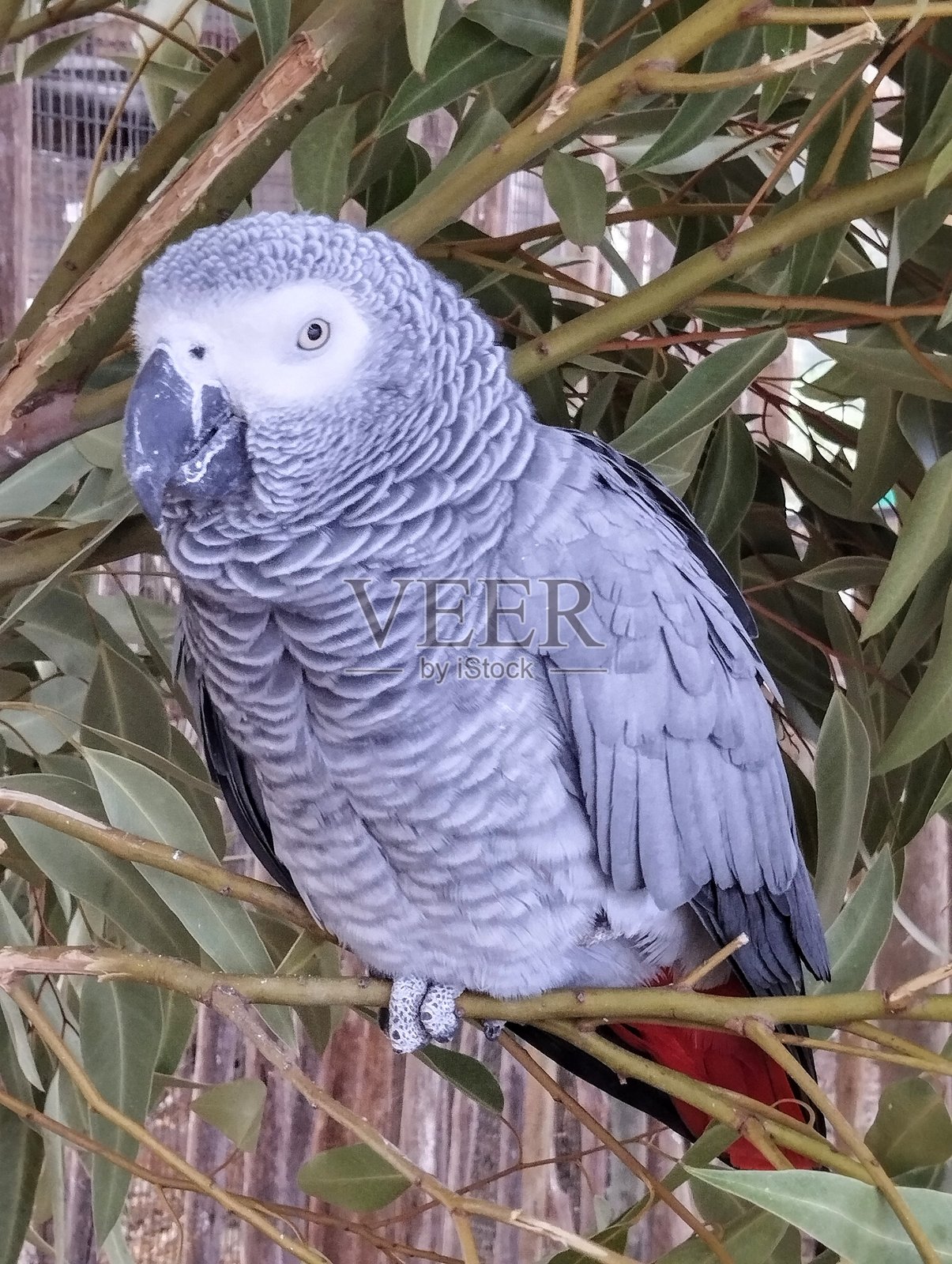 一只非洲灰红尾鹦鹉栖息在树枝上照片摄影图片