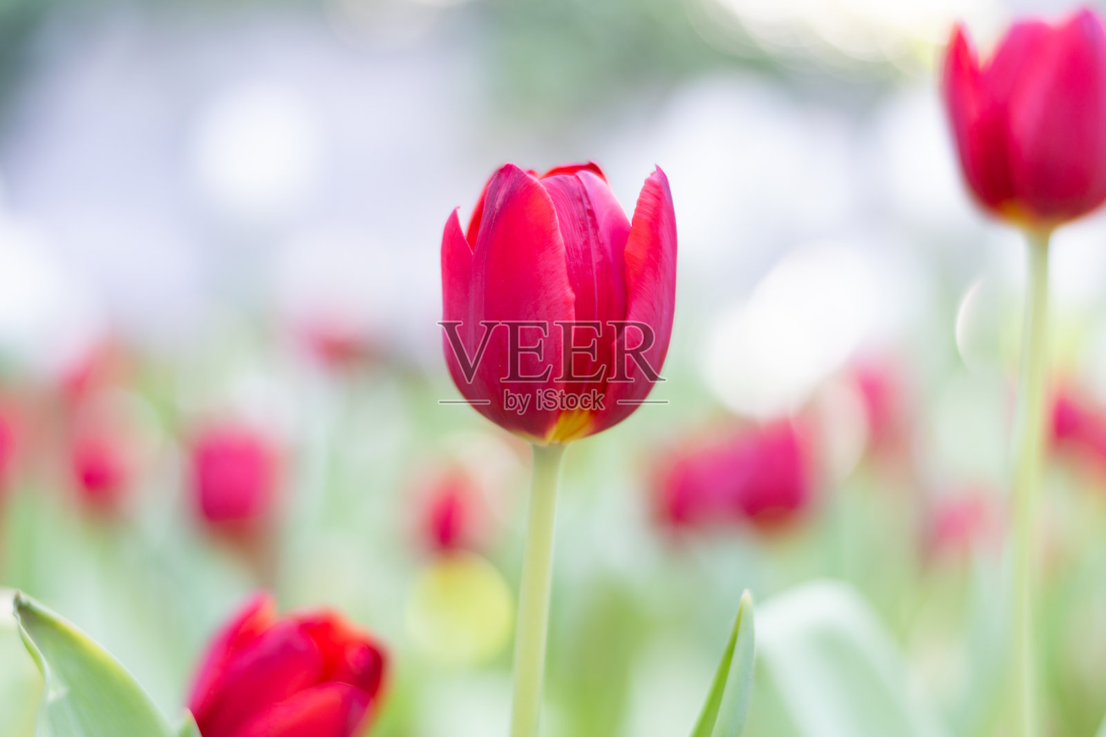 热带植物和花卉照片摄影图片