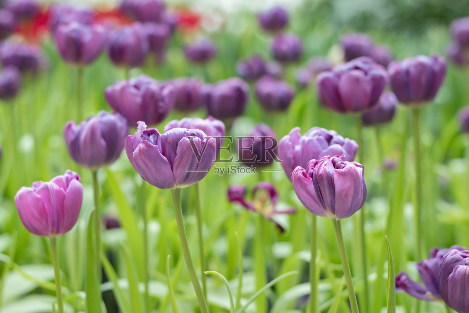 热带植物和花卉照片摄影图片