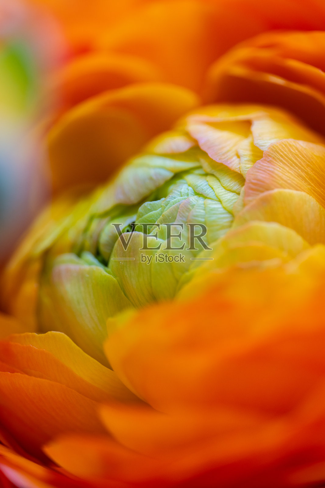 橙色和绿色花瓣的毛茛花特写抽象图像照片摄影图片