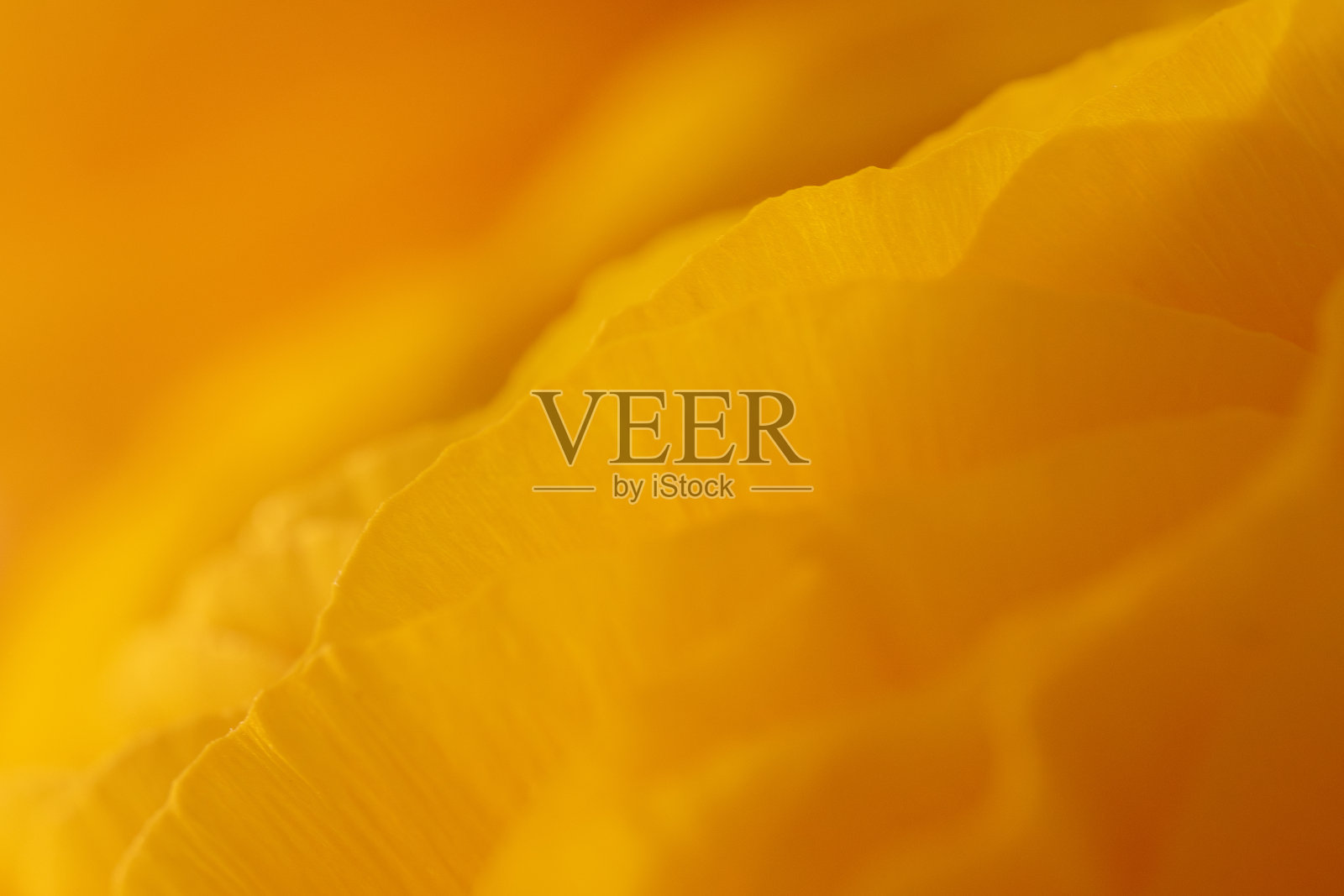 柔和的黄色毛茛花瓣在梦幻般的微距下展现出柔和的纹理和曲线照片摄影图片