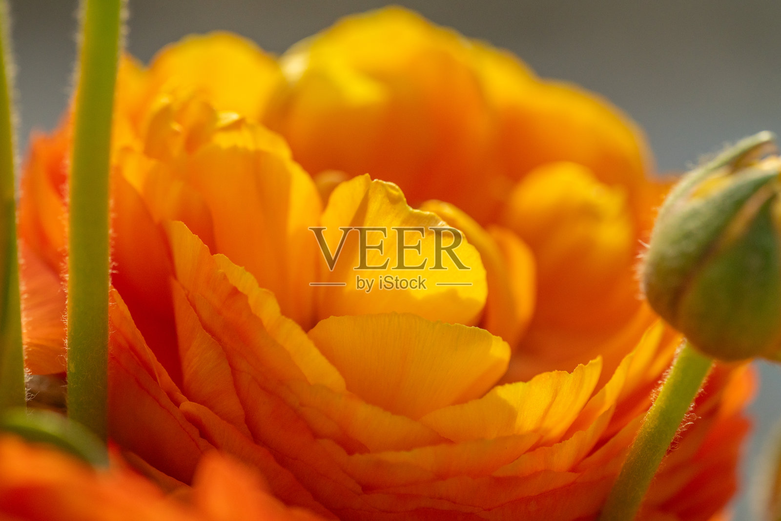 在温暖阳光下盛开的黄色毛茛花照片摄影图片