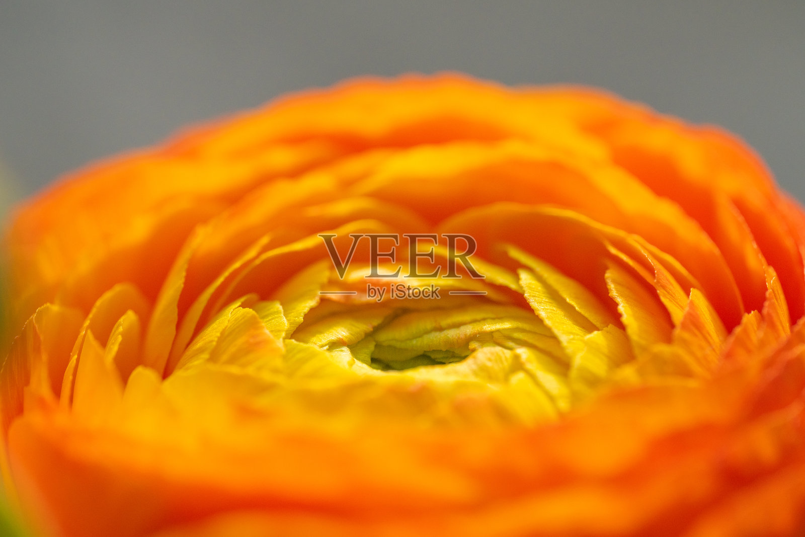 橙色和黄色的毛茛花中心特写照片摄影图片