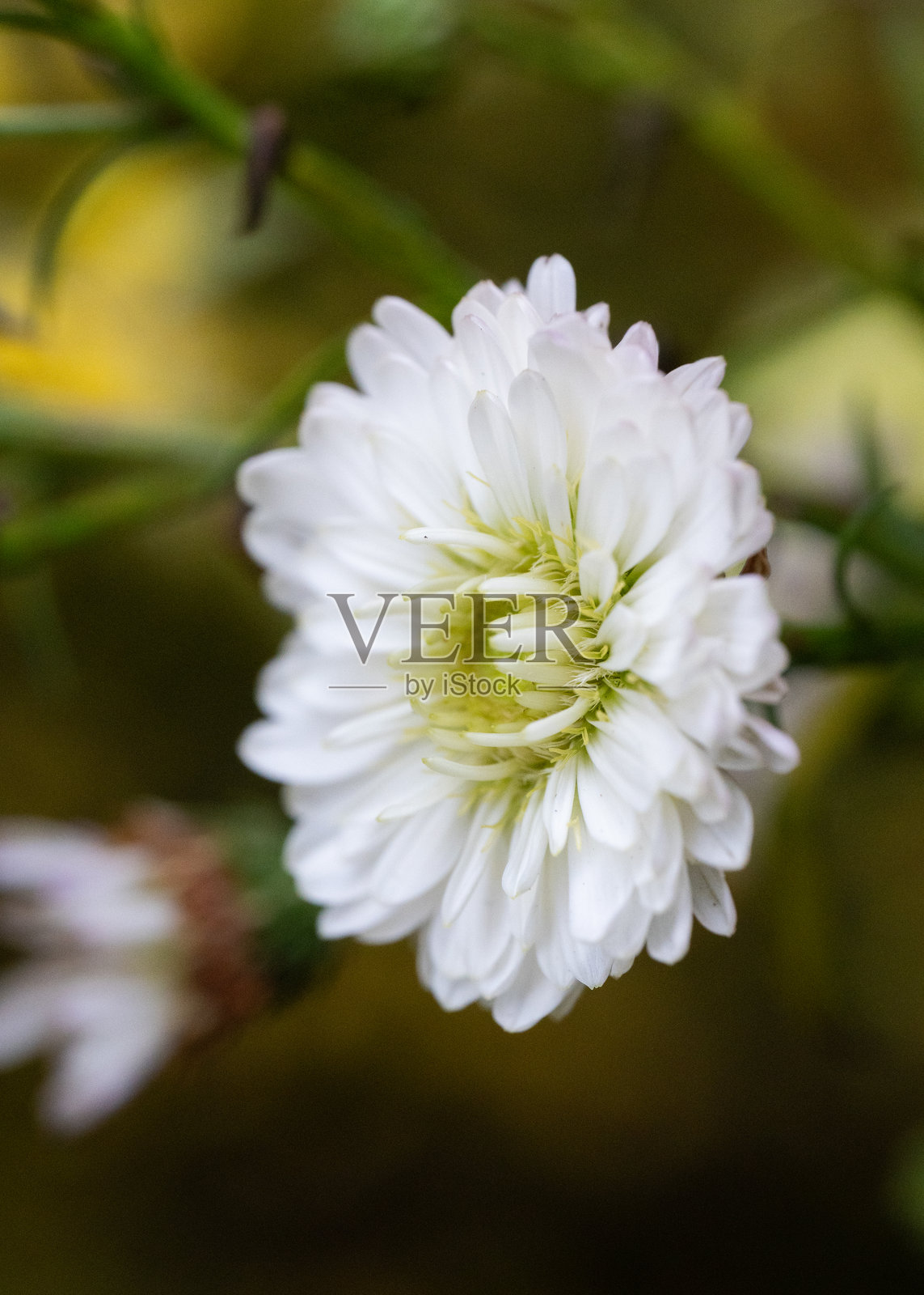 柔和自然光下的白色紫菀花，背景模糊照片摄影图片