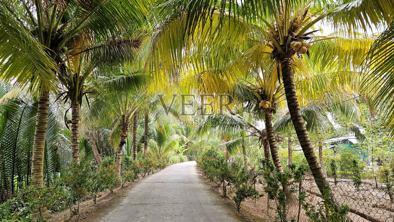 一个宁静的乡村小径被郁郁葱葱的椰子树和绿色植被环绕，营造出越南湄公河三角洲的热带宁静氛围。照片摄影图片
