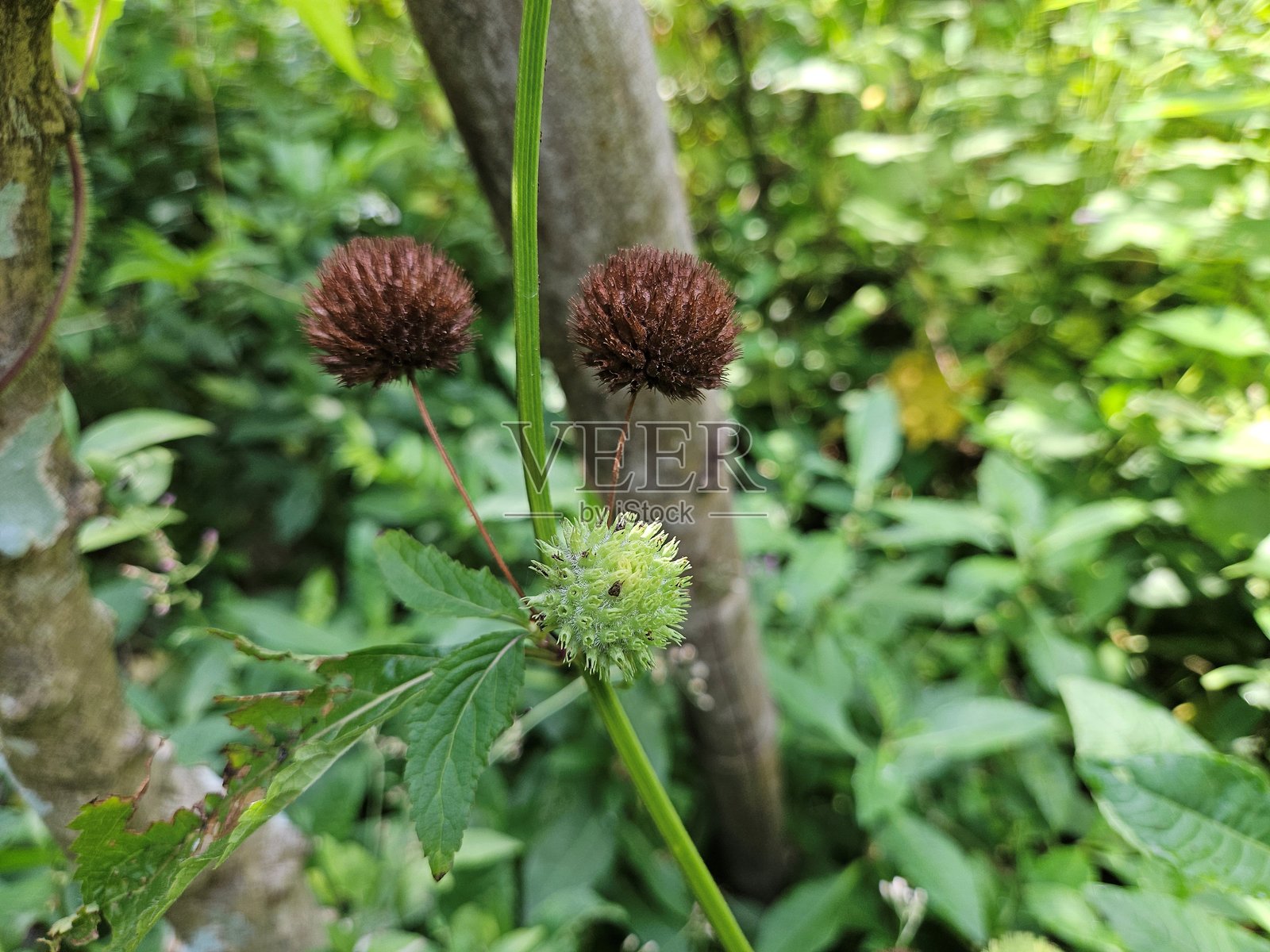 越南湄公河三角洲花园中的丛生薄荷（也称为丛生薄荷、麝香薄荷、麝香薄荷）特写。照片摄影图片