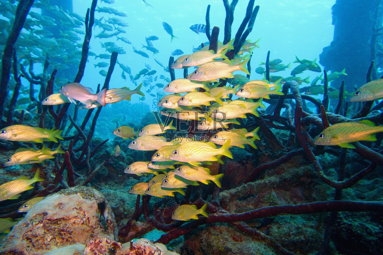 热带鱼群 - 法国鲹 - 盐码头潜水点，博内尔，加勒比海照片摄影图片