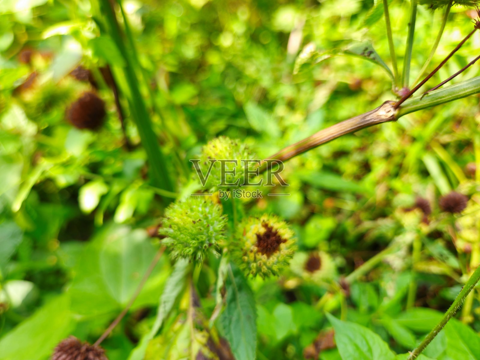 越南湄公河三角洲花园中的丛生薄荷花特写（也称为丛生薄荷、麝香薄荷、麝香薄荷）。照片摄影图片