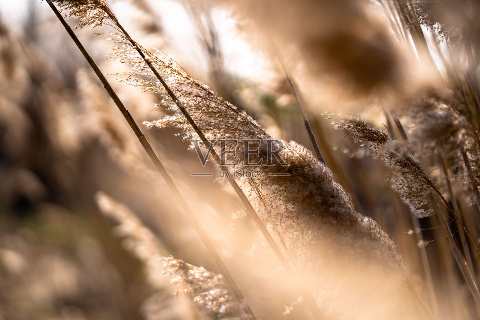 阳光下摇曳的金色芦苇照片摄影图片