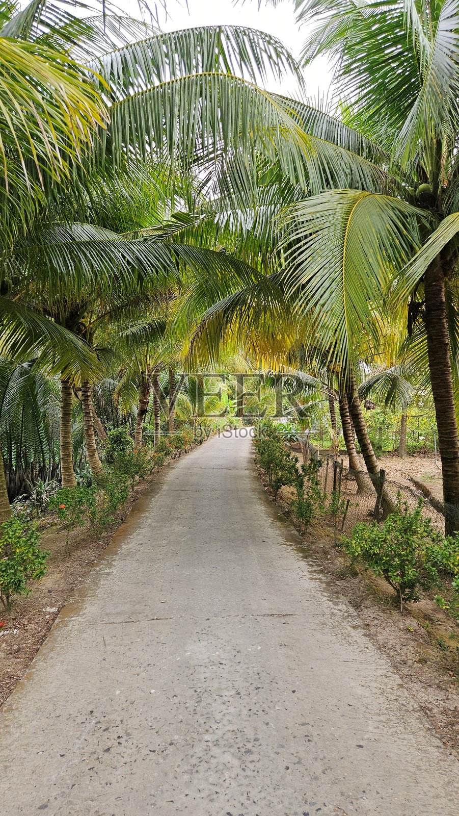 一个宁静的乡村小径被郁郁葱葱的椰子树和绿色植物环绕，营造出越南湄公河三角洲的热带宁静氛围。照片摄影图片