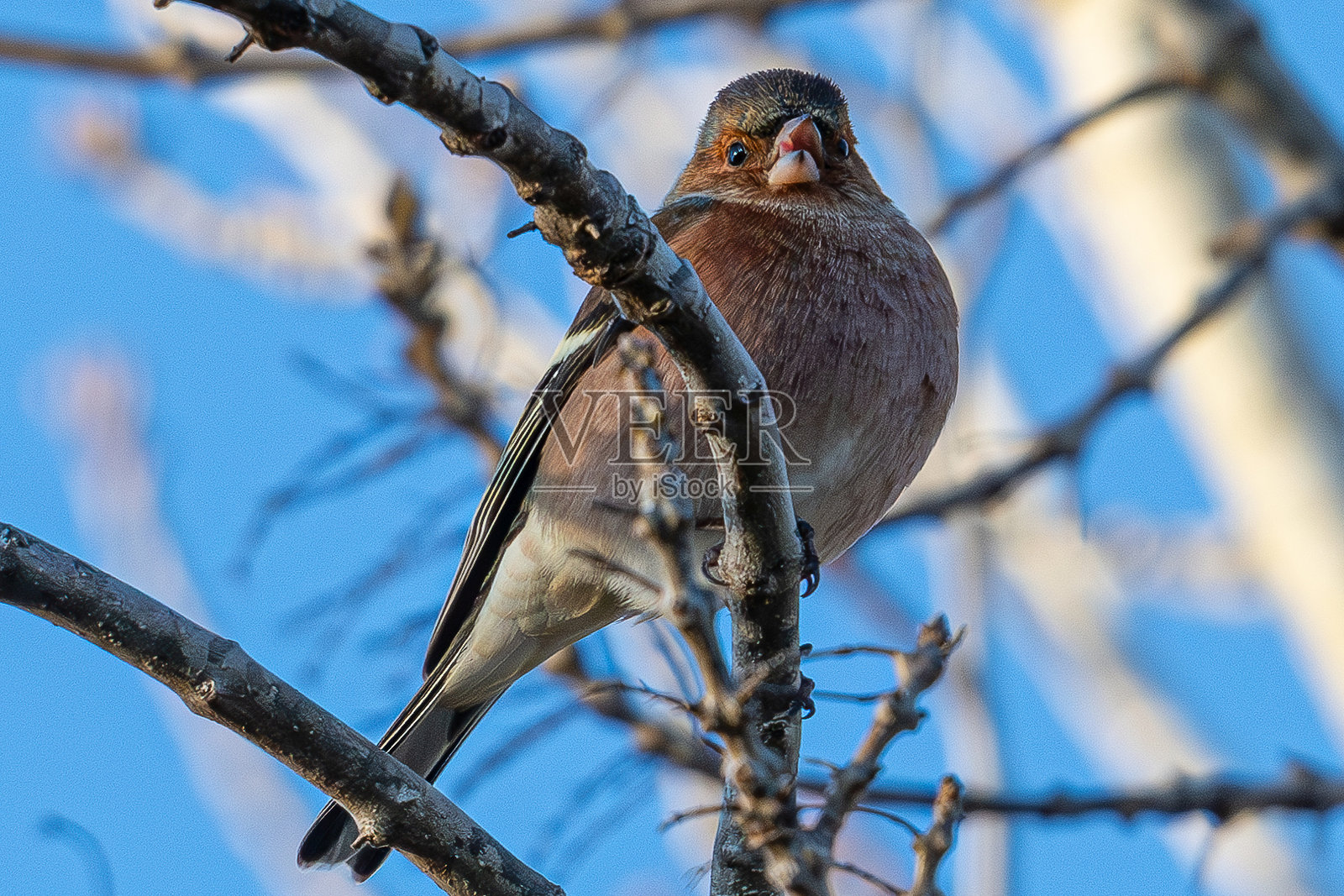 普通雀（Fringilla coelebs）是一种常见且广泛分布的小型鸣禽，属于雀科。照片摄影图片
