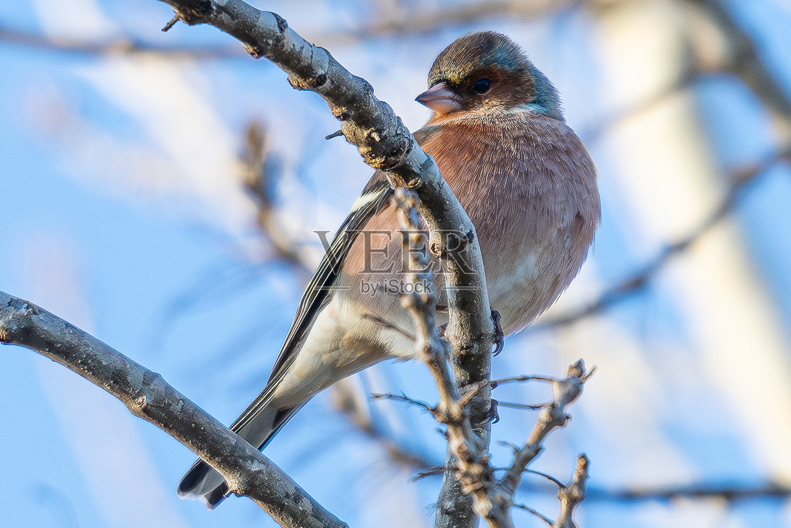普通雀（Fringilla coelebs）是一种常见且广泛分布的小型鸣禽，属于雀科。照片摄影图片