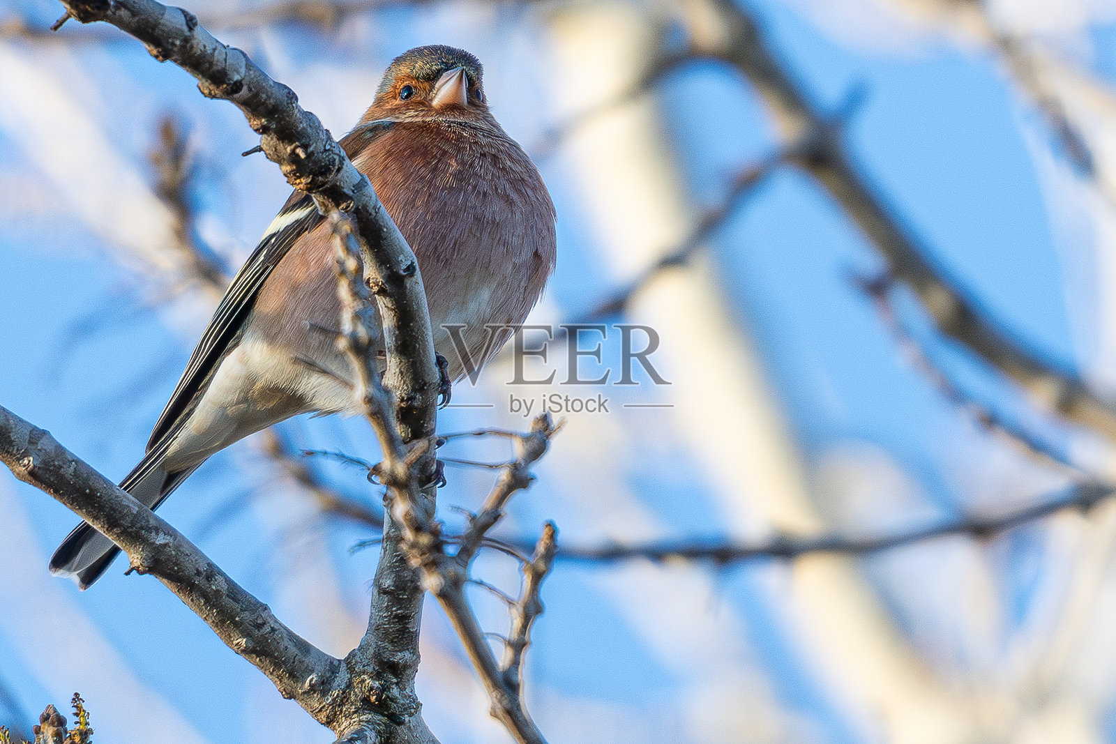 普通雀（Fringilla coelebs）是一种常见且广泛分布的小型鸣禽，属于雀科。照片摄影图片