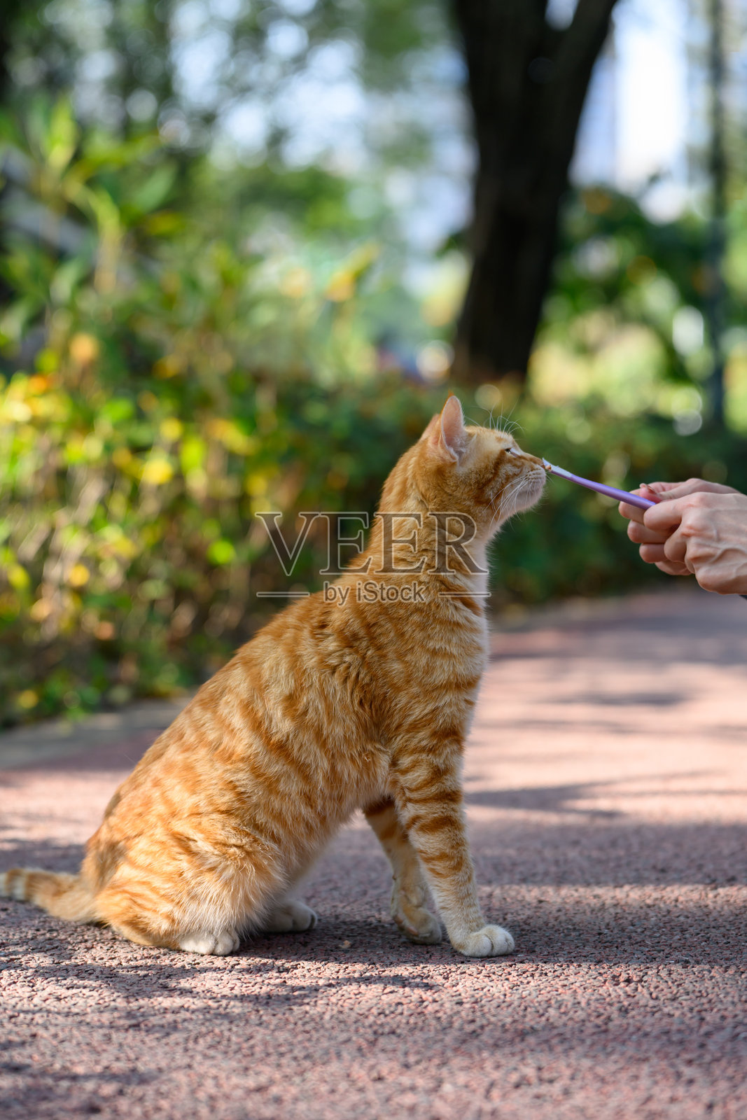 在公园喂猫照片摄影图片