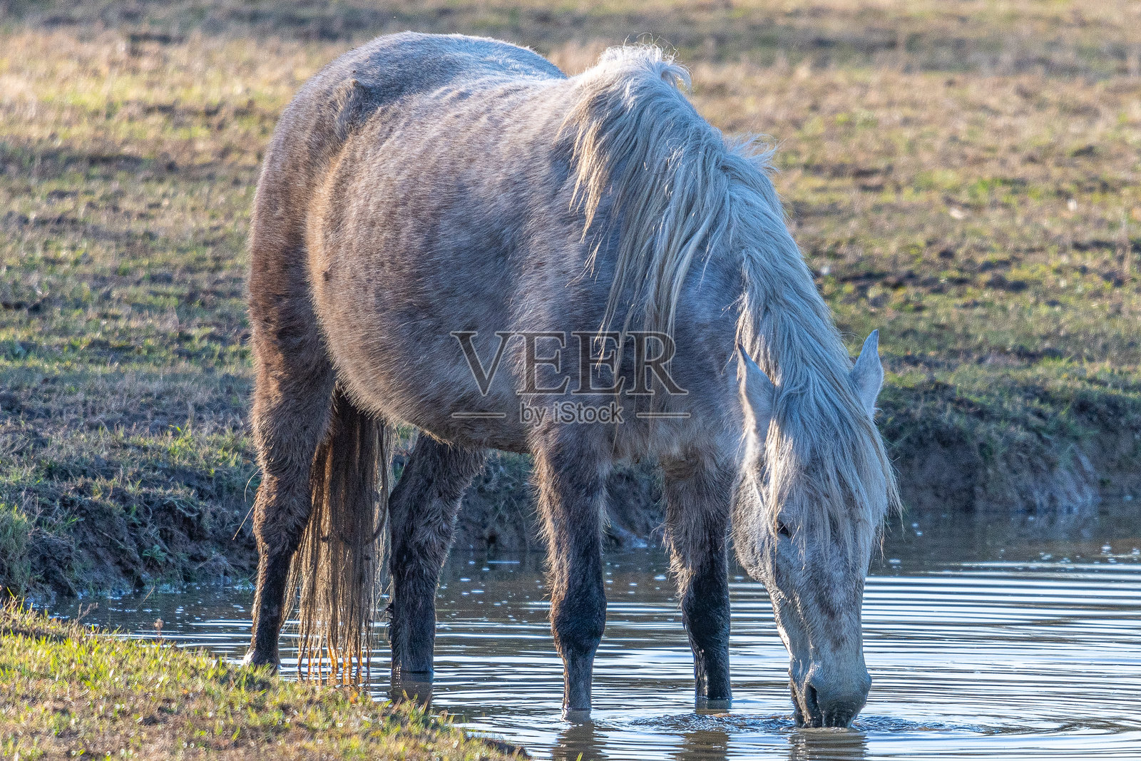 自由的野生白马（Equus caballus）在西班牙加泰罗尼亚吉罗纳的艾古阿莫尔斯·埃姆波达湖中饮水。照片摄影图片