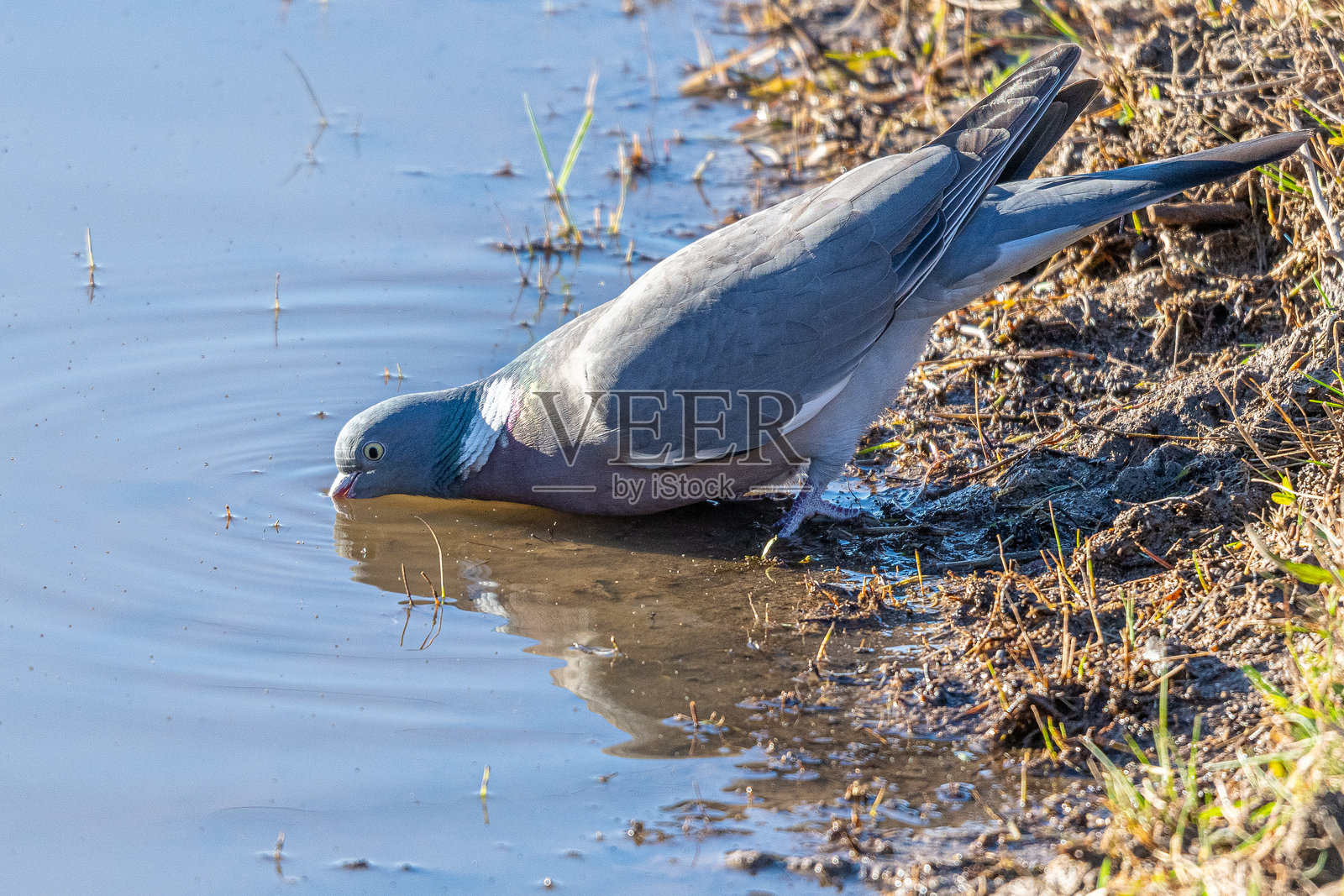 普通木鸽（Columba palumbus）是一种在西班牙赫罗纳的艾瓜莫尔斯地区常见的大型鸽子。照片摄影图片