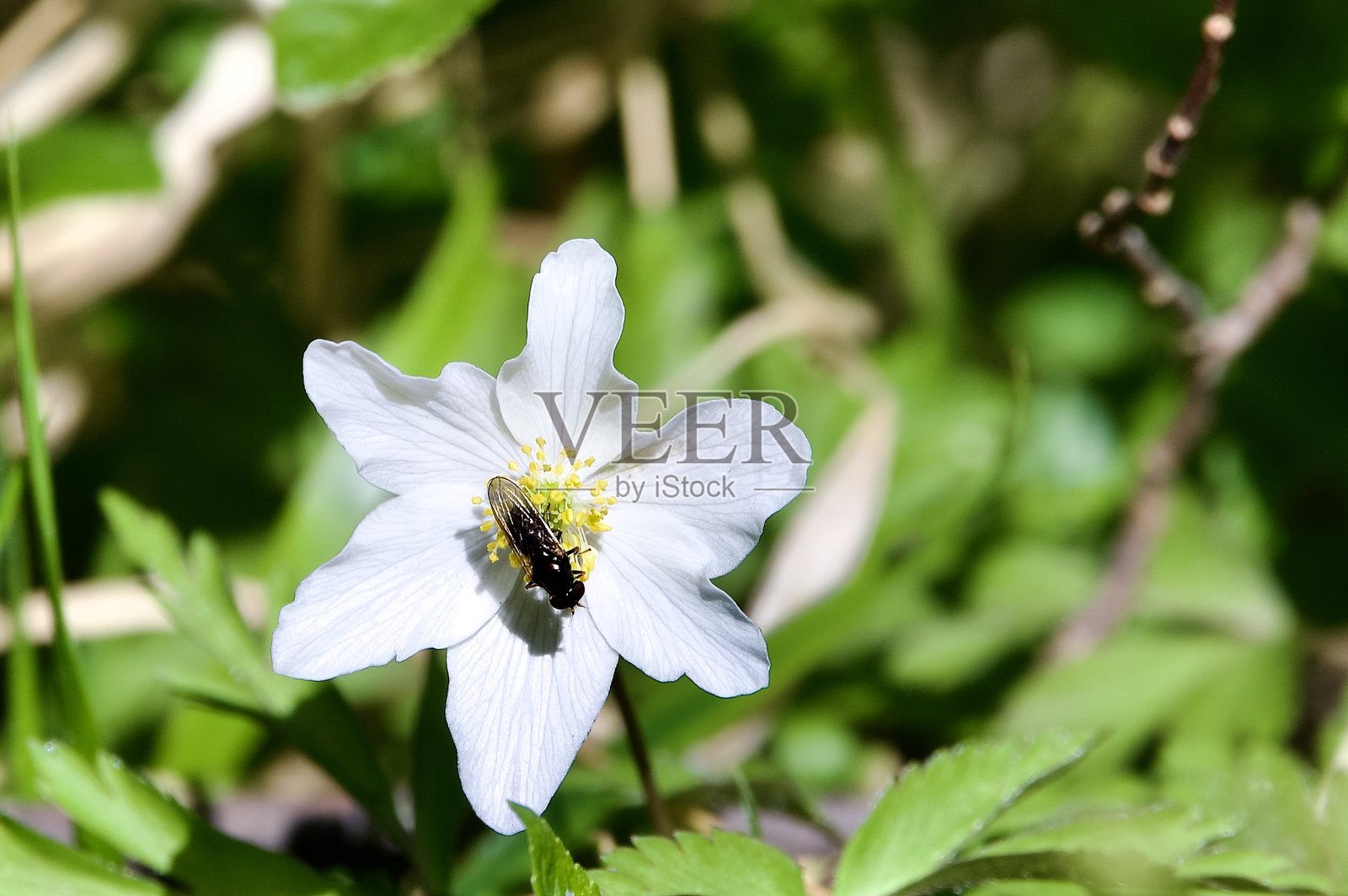 木兰花林中的白色和黄色中心的木兰花吸引昆虫照片摄影图片
