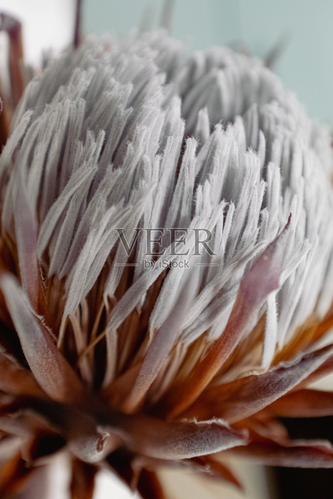 美丽的国王波特花绣球花盛开，带有白色花粉的雌蕊照片摄影图片