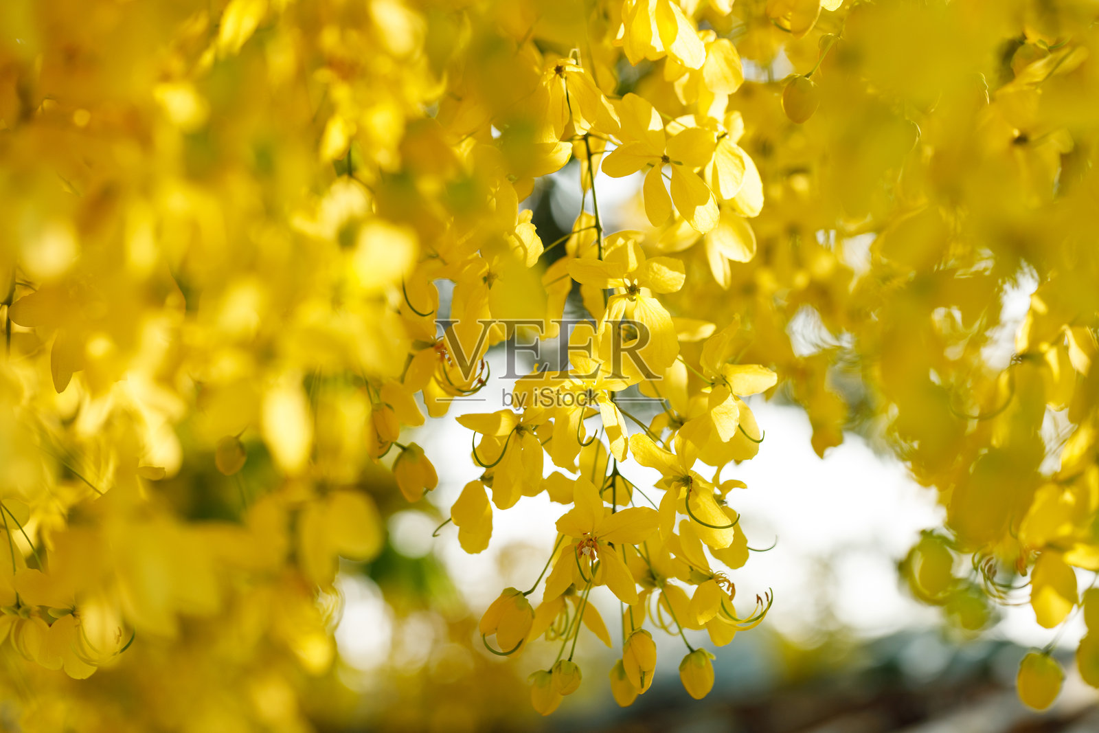 金雨树在自然公园中欢快地盛开。黄花风铃木。照片摄影图片