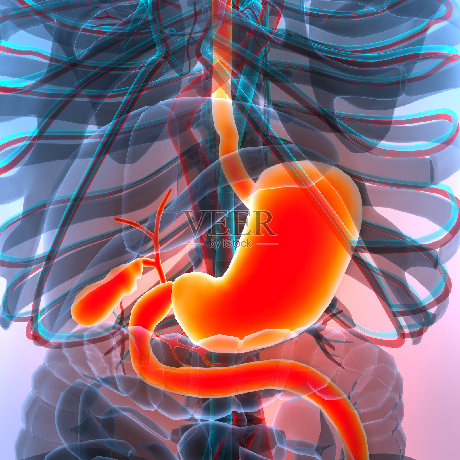 人类消化系统解剖结构照片摄影图片