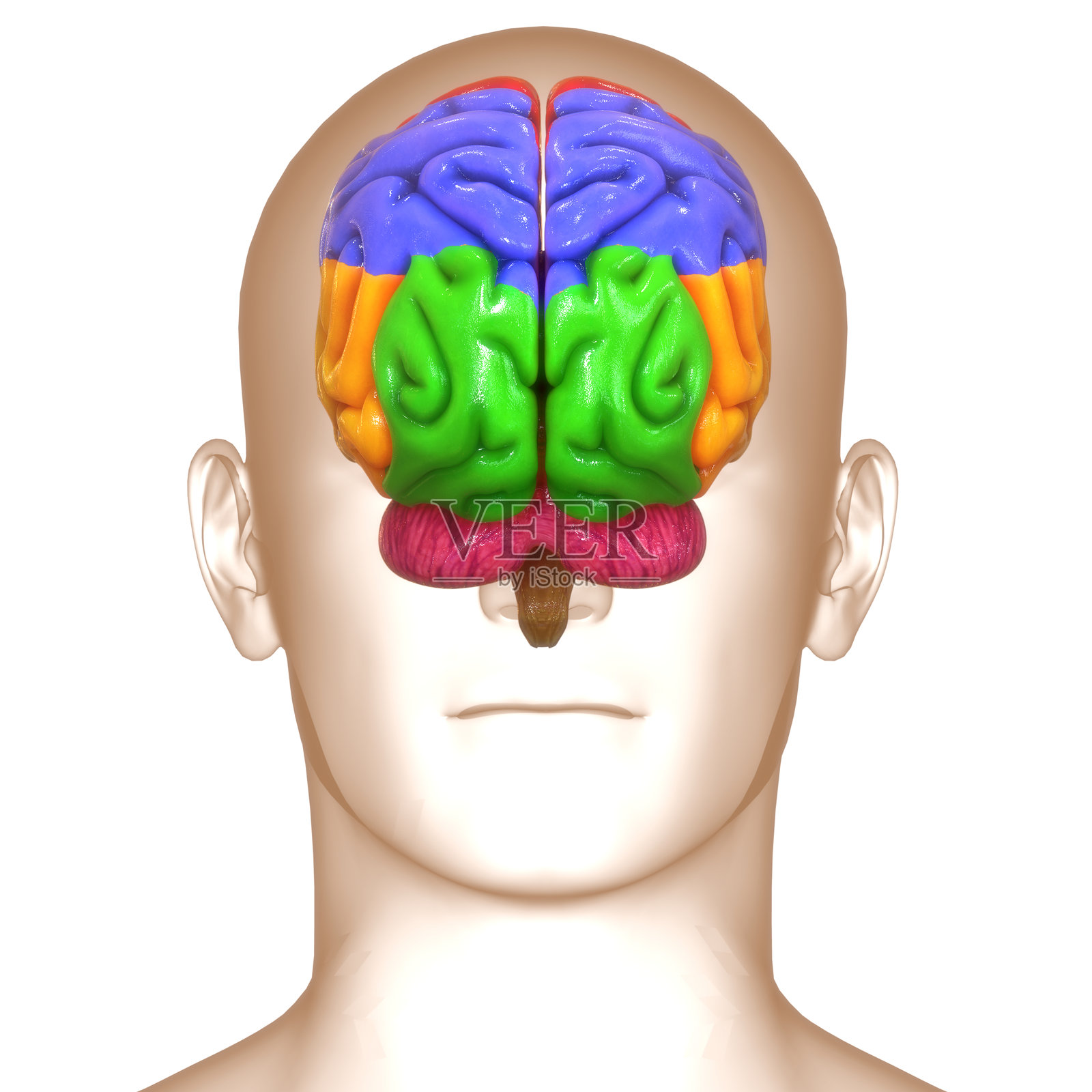 人类神经系统的中央器官大脑解剖结构照片摄影图片