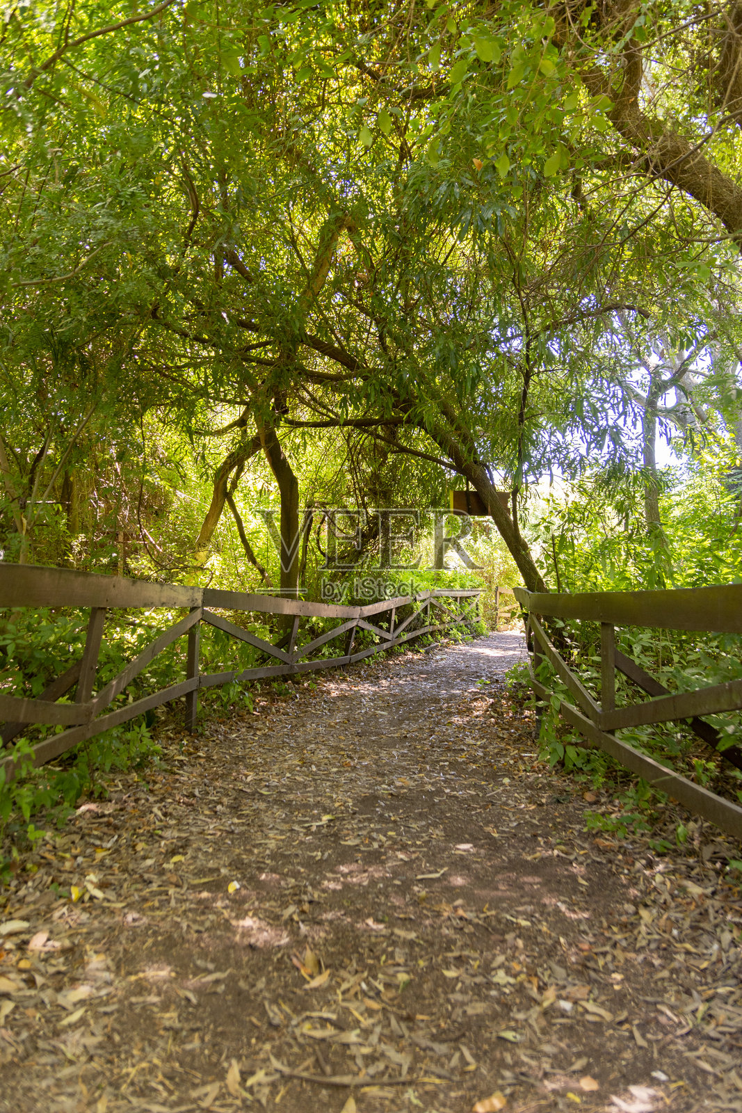 丛林中的徒步小径照片摄影图片