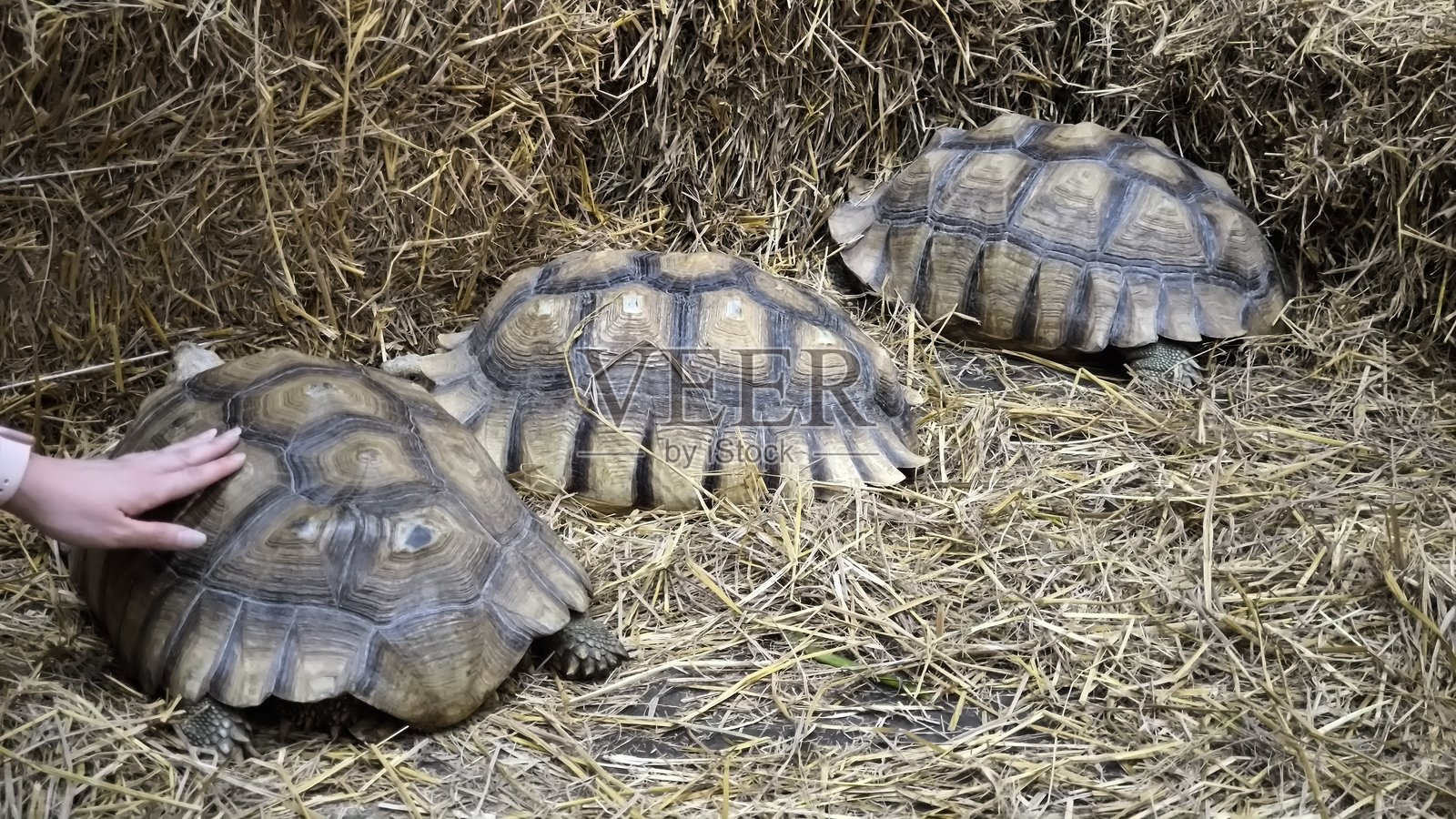 动物园里的棕色乌龟照片摄影图片