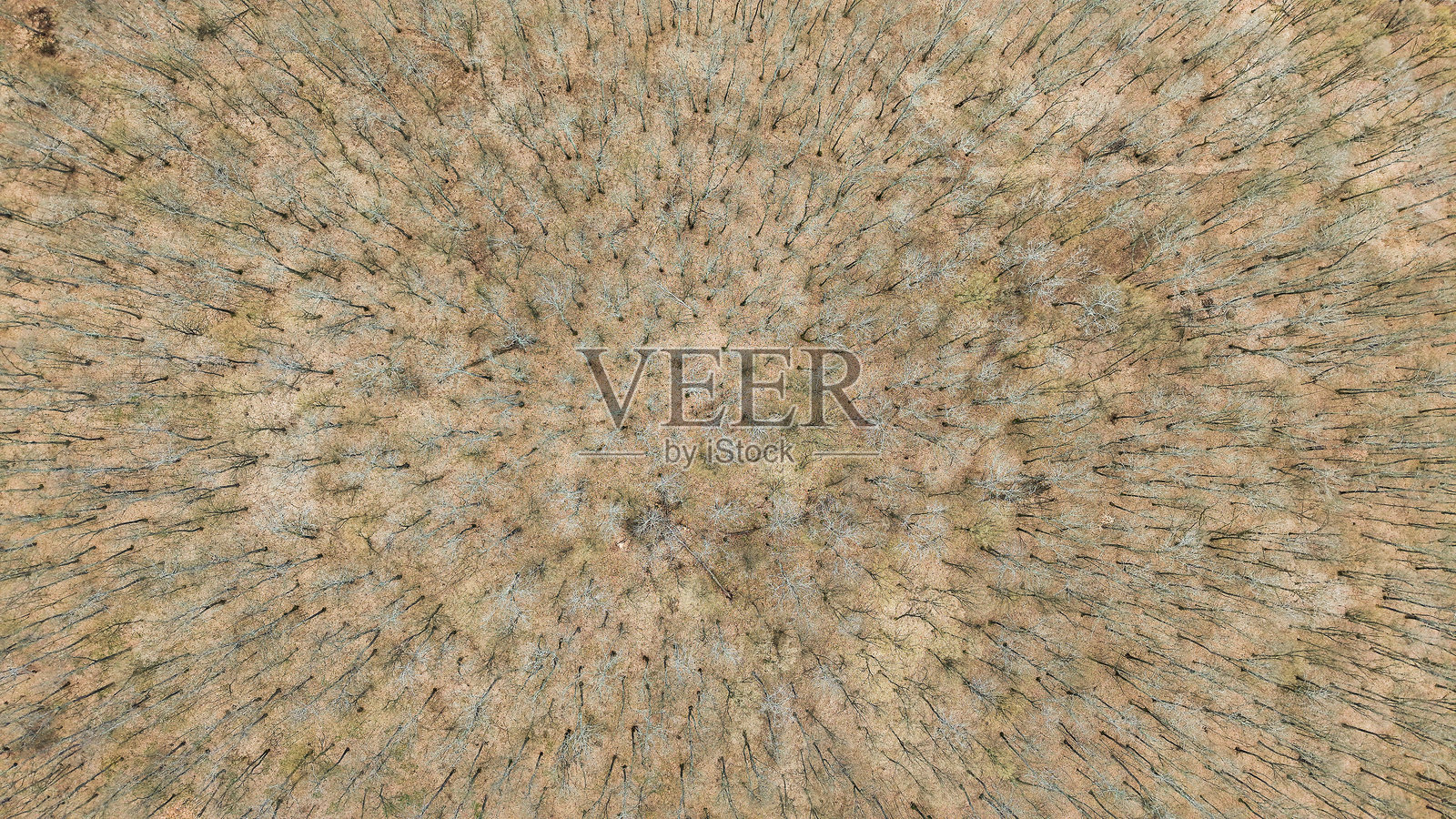 秋季森林树冠俯视图照片摄影图片