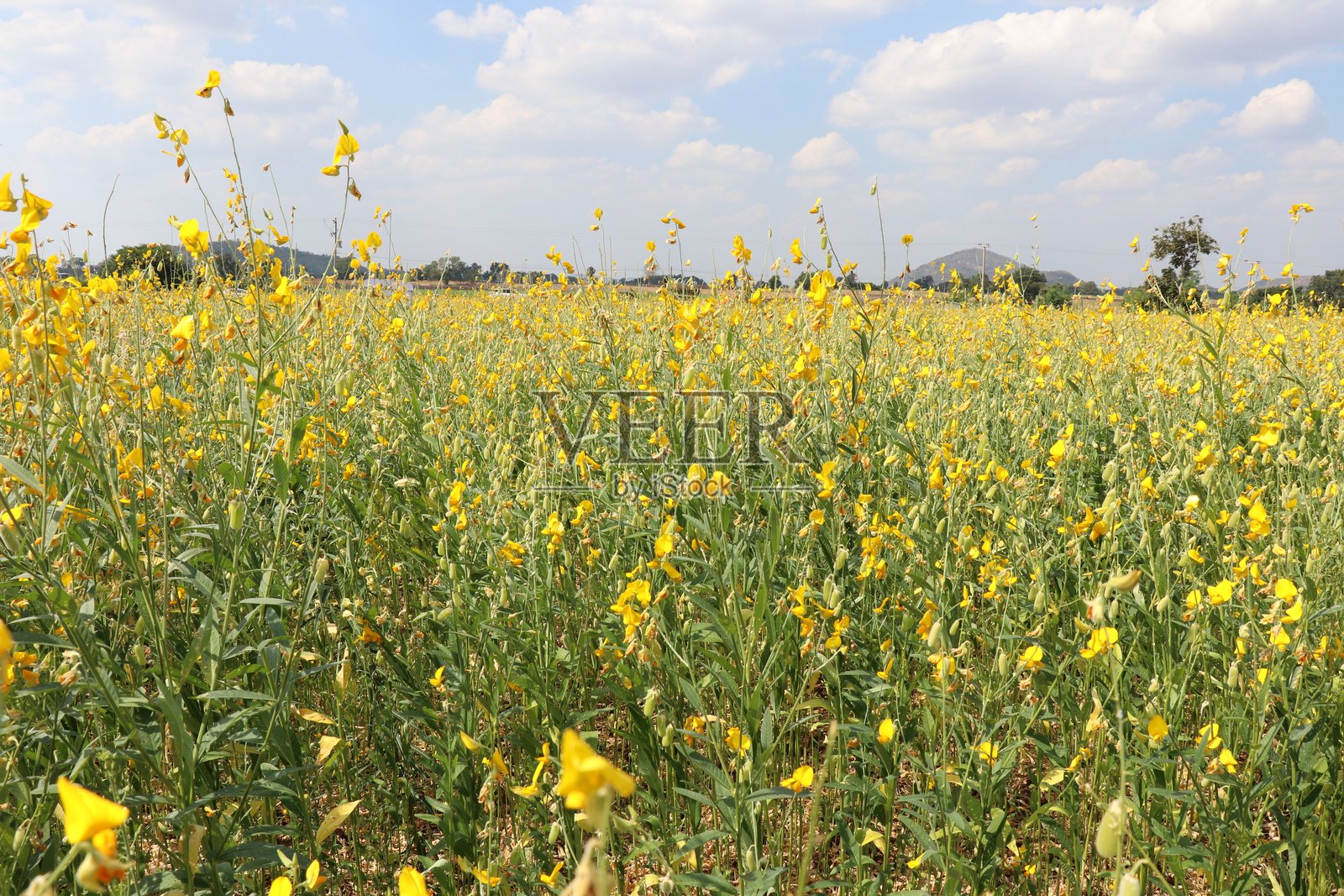 盛开的黄花槐与模糊的黄色背景。照片摄影图片