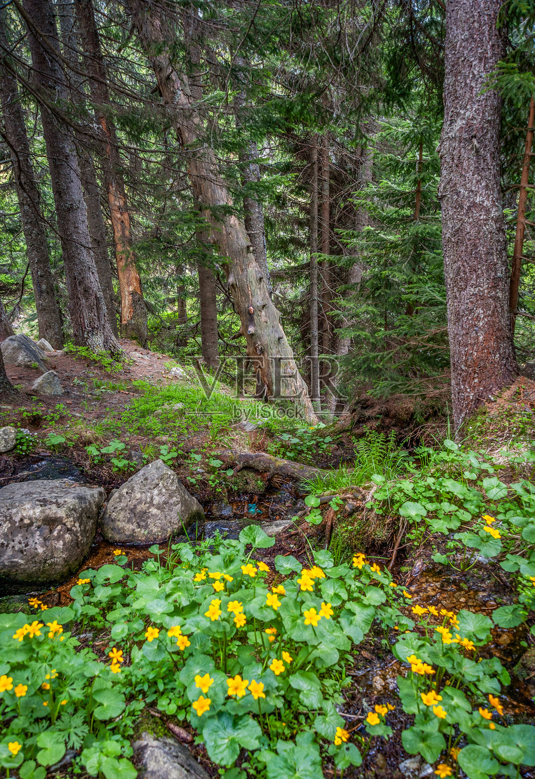 罗马尼亚雷特扎特国家公园的野生高山花卉，欧洲照片摄影图片