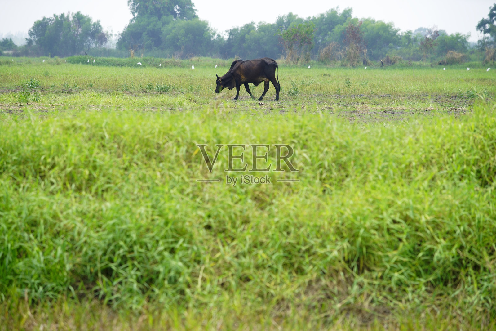 孤独的黑牛在乡村风景的绿草地上行走照片摄影图片