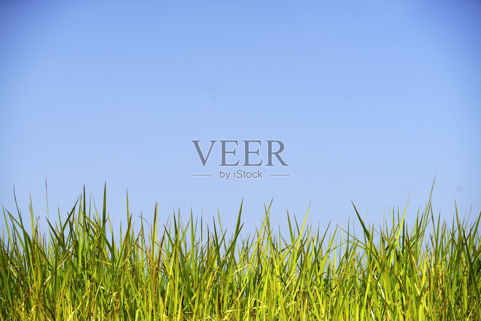 阳光明媚的日子里，清澈蓝天下的绿草照片摄影图片