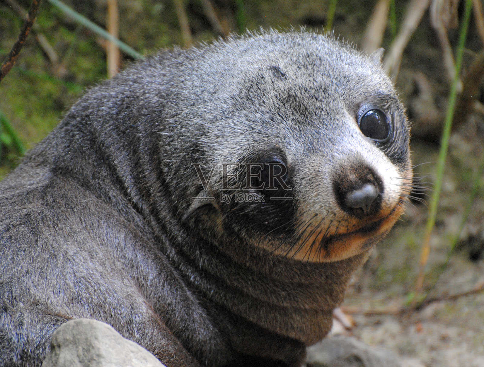 澳大利亚毛皮海豹幼崽（Arctocephalus forsteri）照片摄影图片